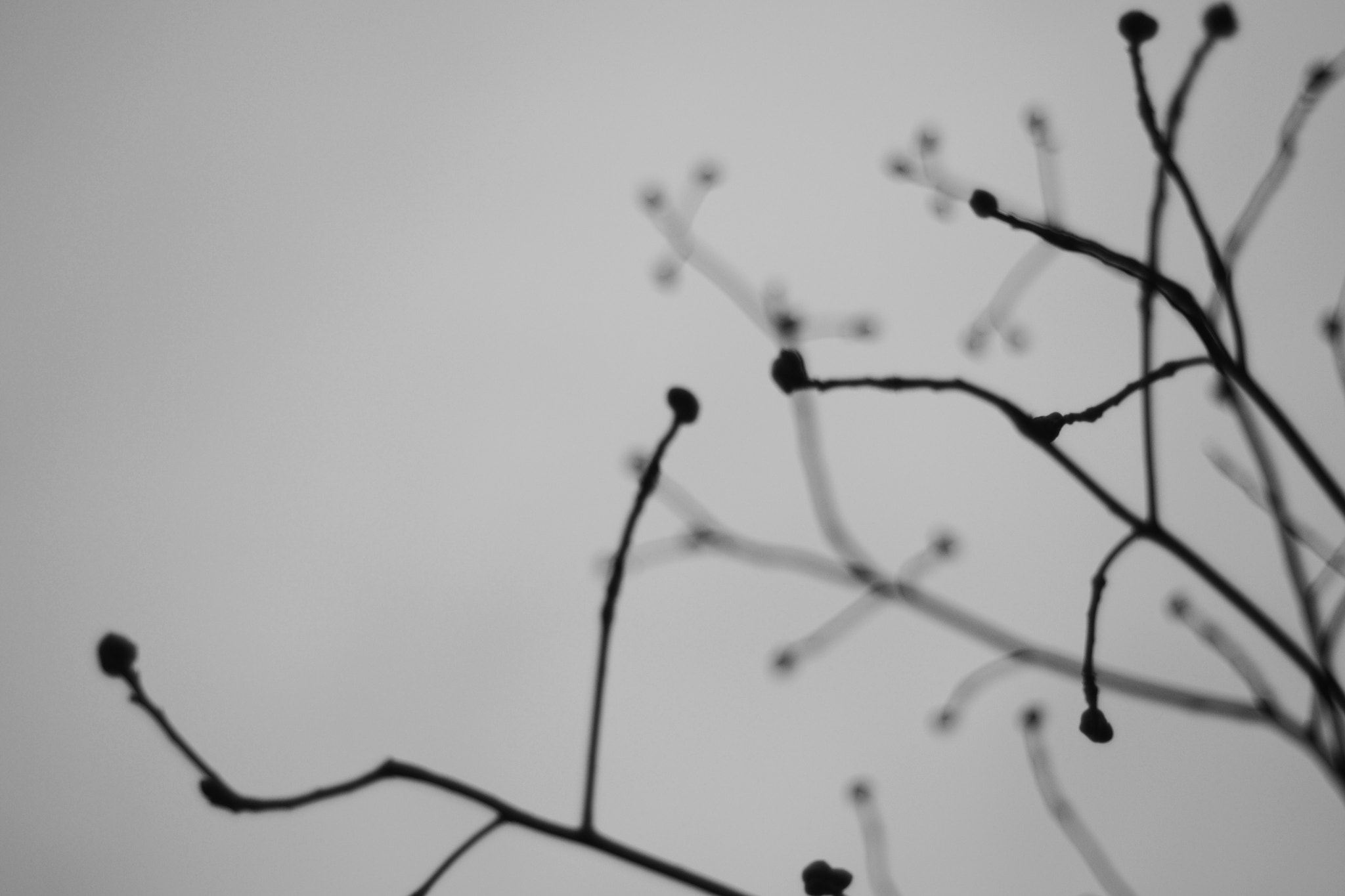 Nikon D3100 + Nikon AF Nikkor 50mm F1.8D sample photo. Silouette photography