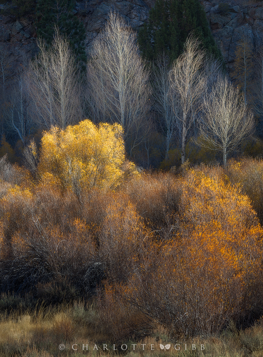 Canon EOS 5DS R + Canon EF 70-200mm F2.8L USM sample photo. Autumn aglow photography