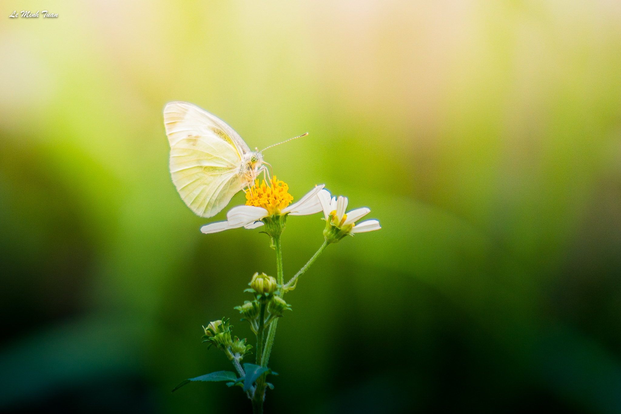 Sony Alpha NEX-7 sample photo. Enjoy flowers photography