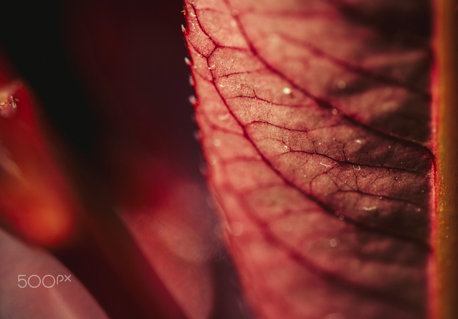Sigma 105mm F2.8 EX DG OS HSM sample photo. Source of it's life photography