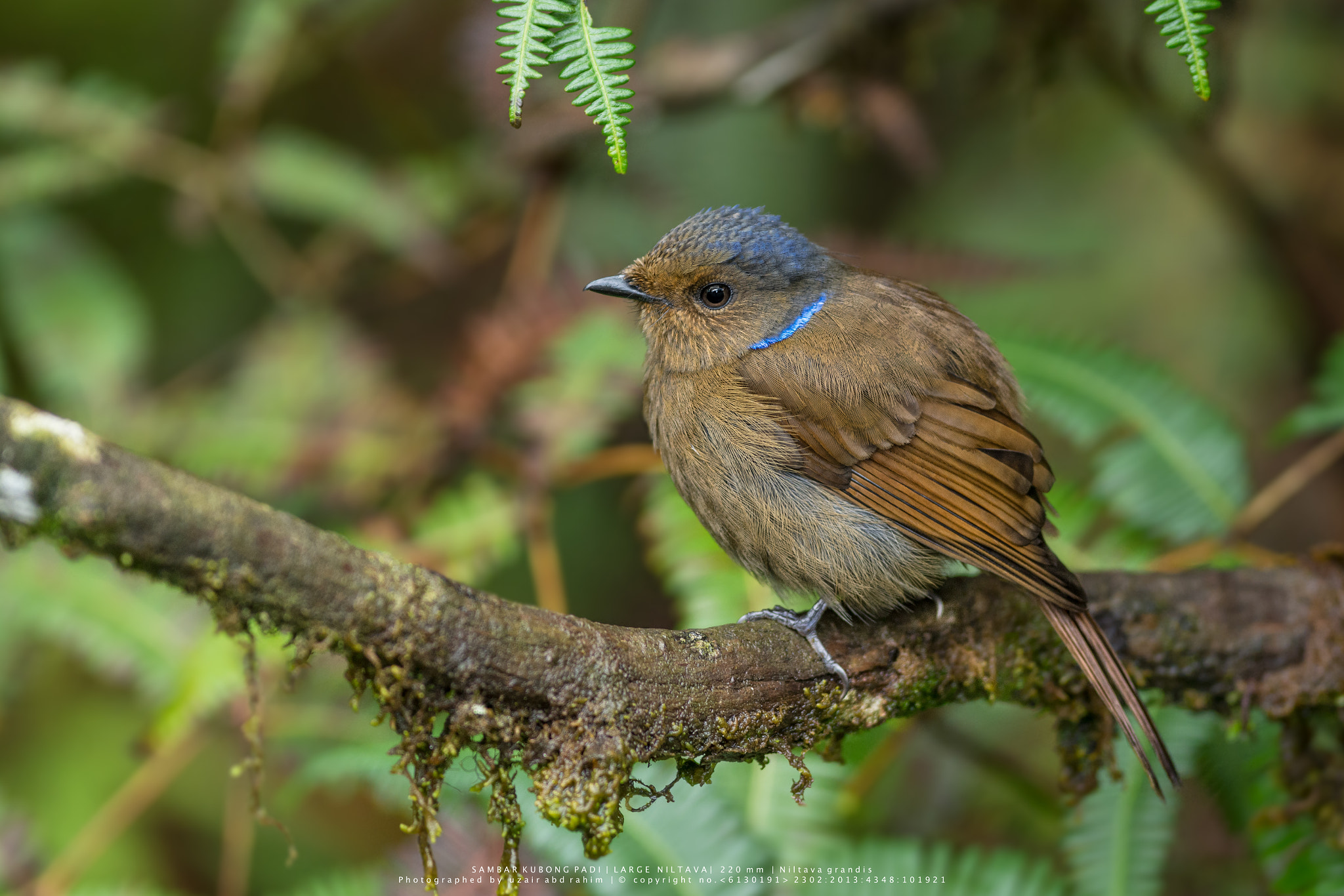 Nikon D7100 + Nikon AF-S Nikkor 300mm F2.8G ED VR II sample photo. Female large niltava photography