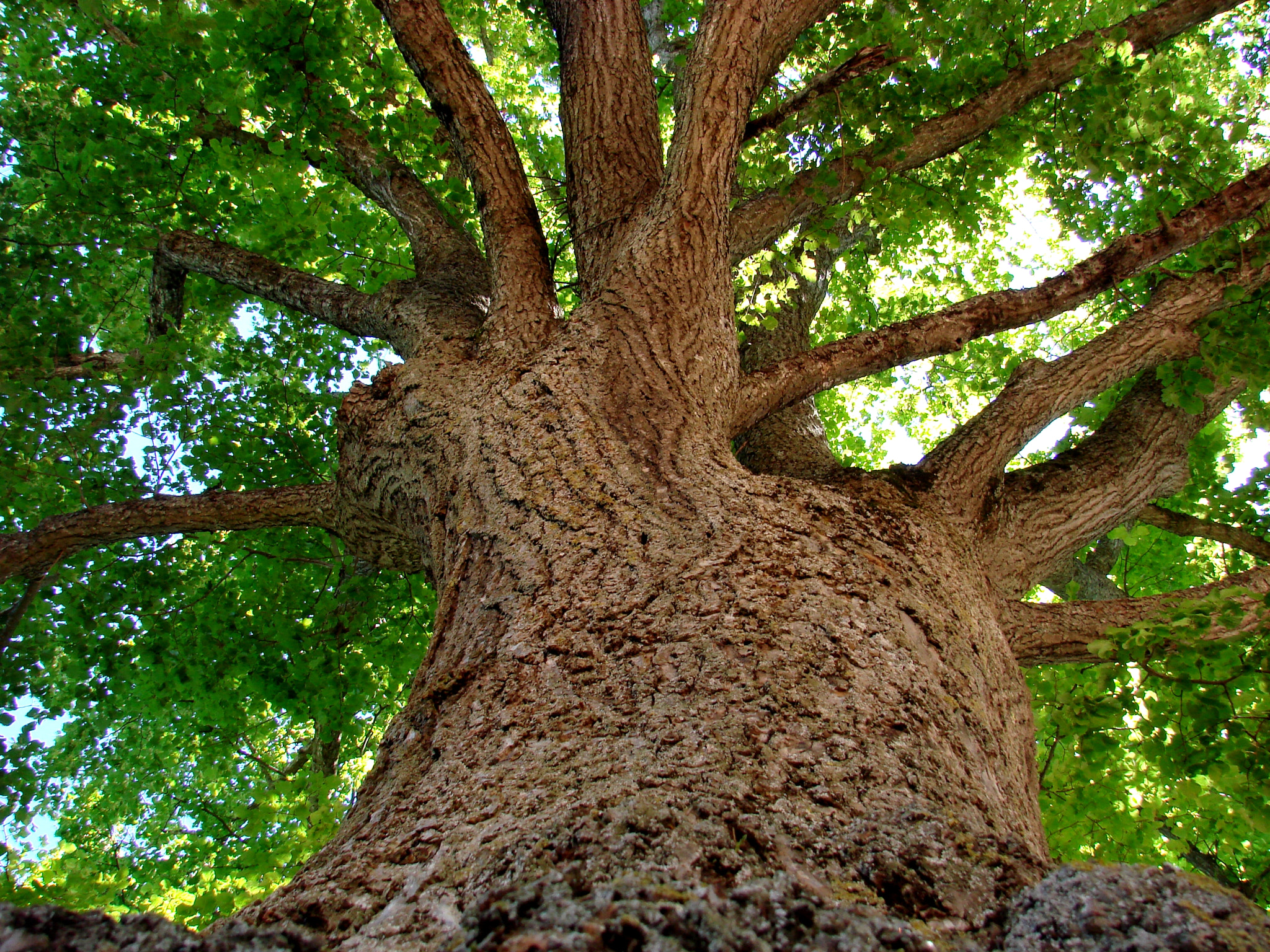 Sony DSC-H5 sample photo. A big lime-tree.jpg photography