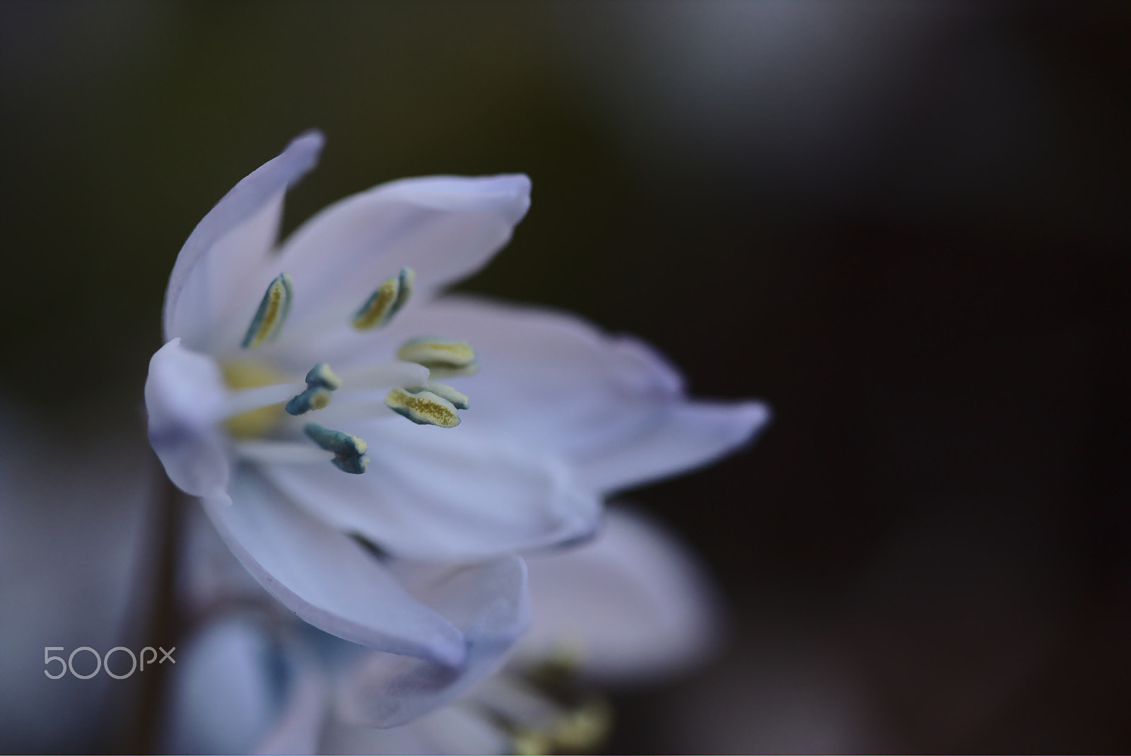 Canon EF-S 60mm F2.8 Macro USM sample photo. Spring time photography