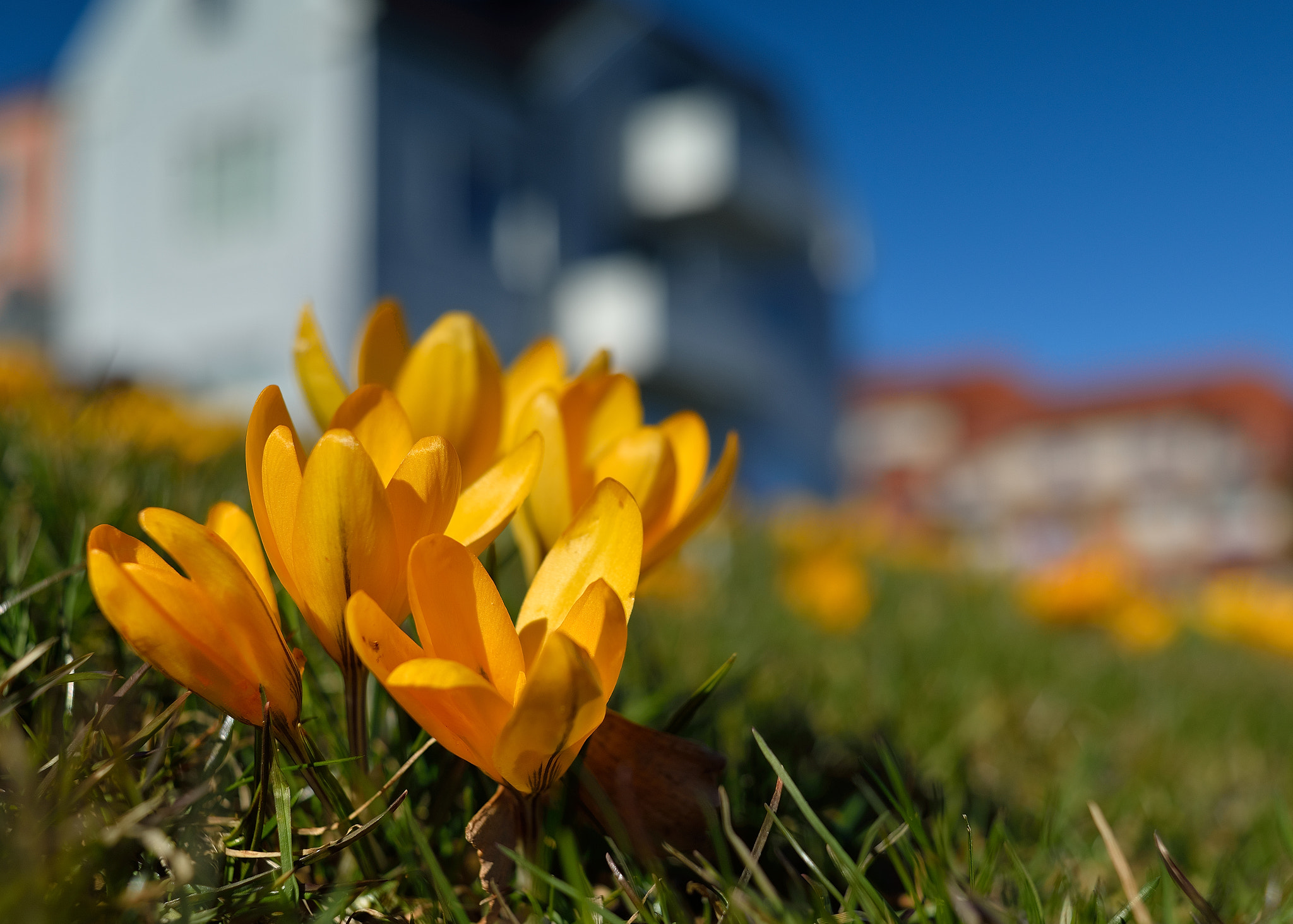 Nikon D610 + Nikon AF Nikkor 35mm F2D sample photo. Spring photography