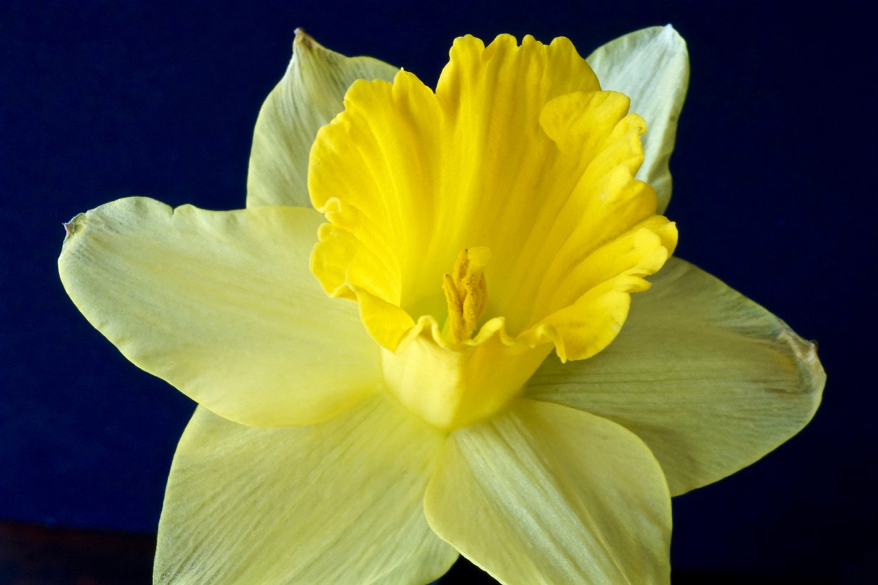 Sony E 30mm F3.5 sample photo. Daffodil macro photography