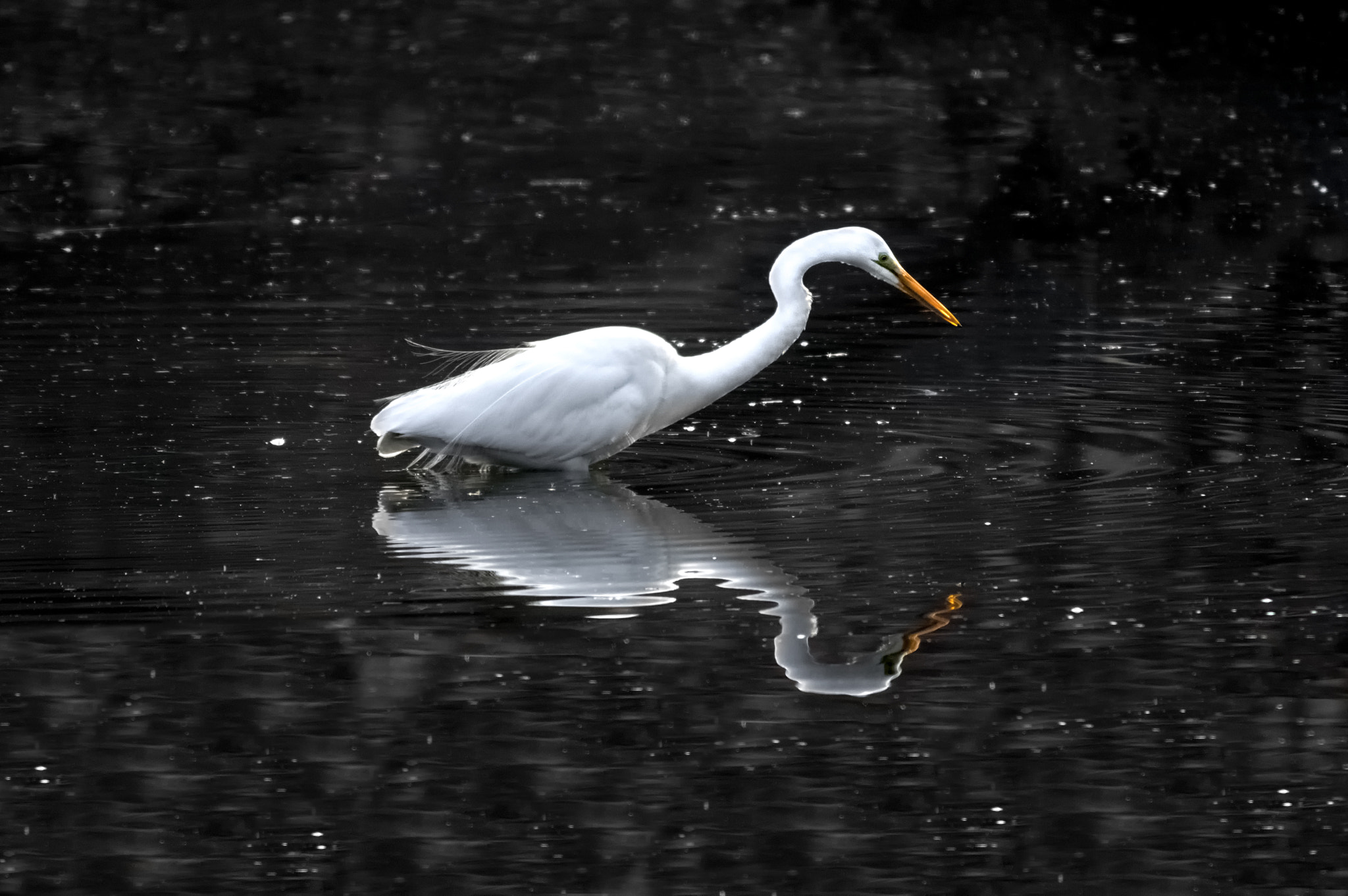 Pentax K-3 II + Sigma 150-500mm F5-6.3 DG OS HSM sample photo. Ranthambore national park photography