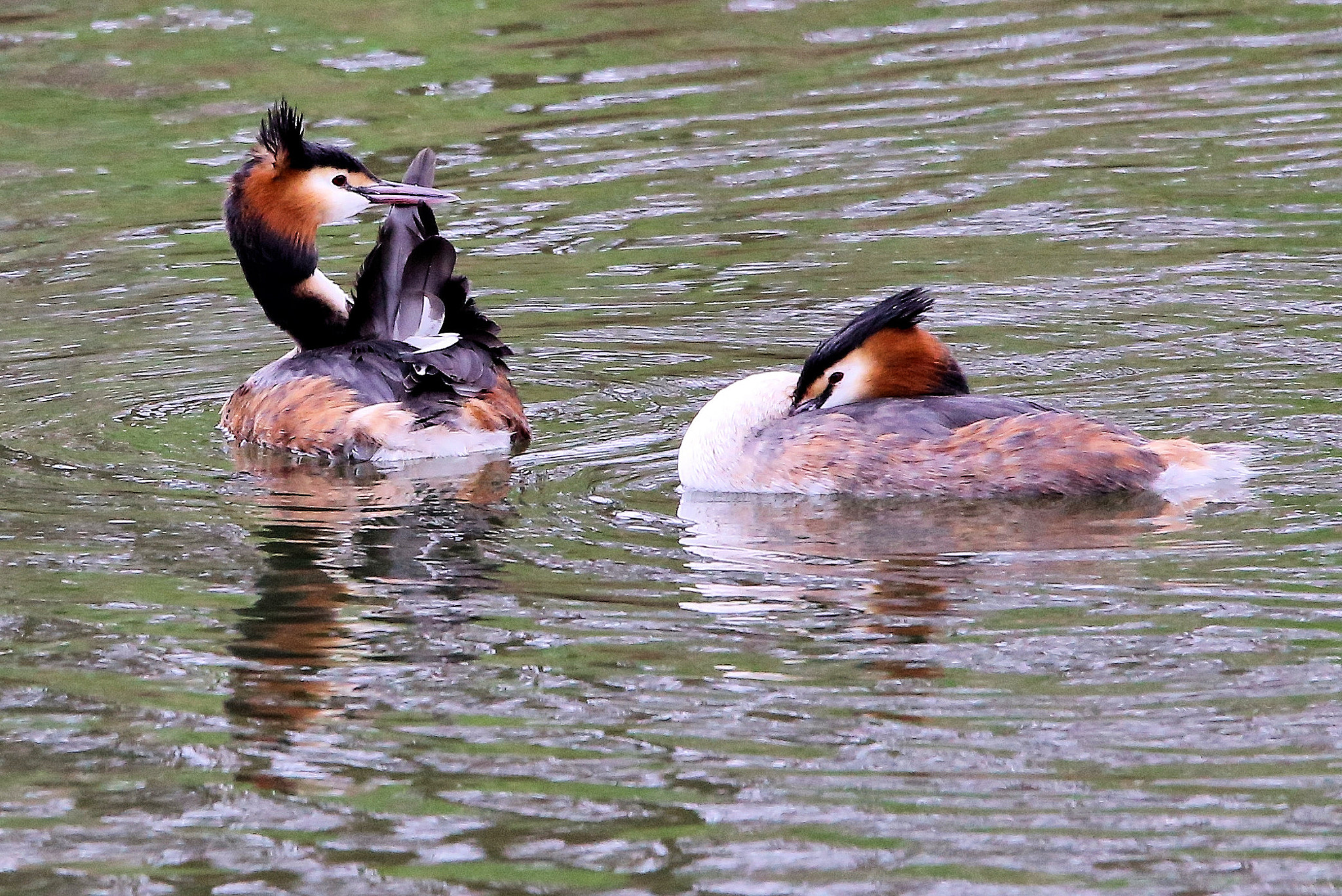 Canon EOS 6D + 150-600mm F5-6.3 DG OS HSM | Contemporary 015 sample photo. Great crested grebes (podiceps cristatus) photography