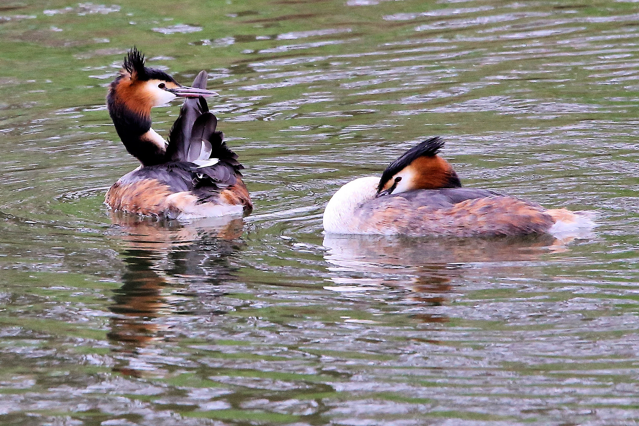 150-600mm F5-6.3 DG OS HSM | Contemporary 015 sample photo. Great crested grebes (podiceps cristatus) photography