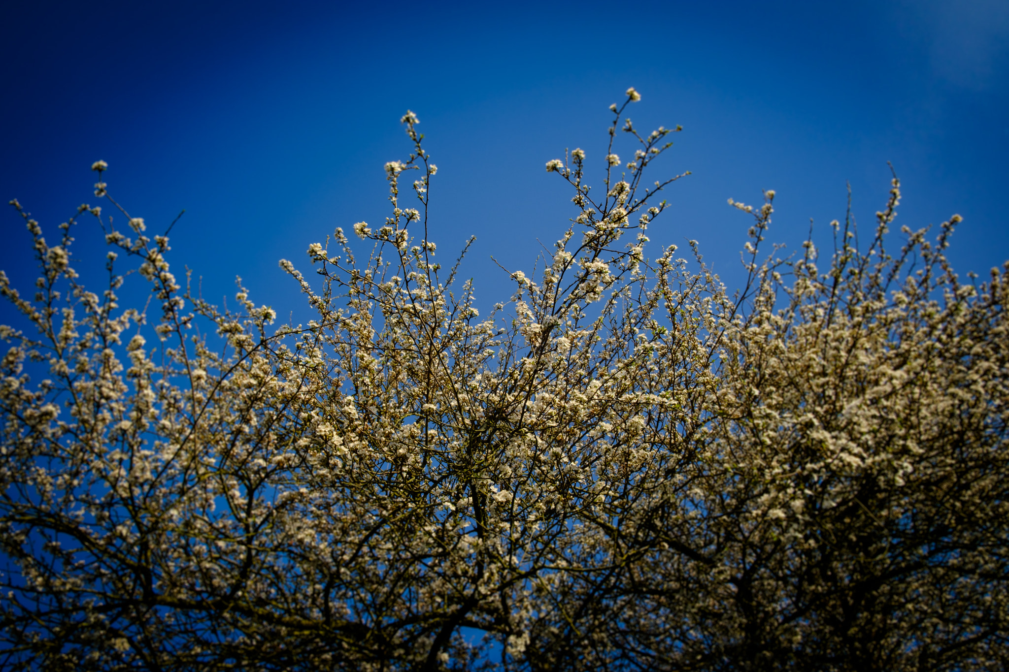 Fujifilm X-Pro2 + Fujifilm XF 18mm F2 R sample photo. Spring is near photography