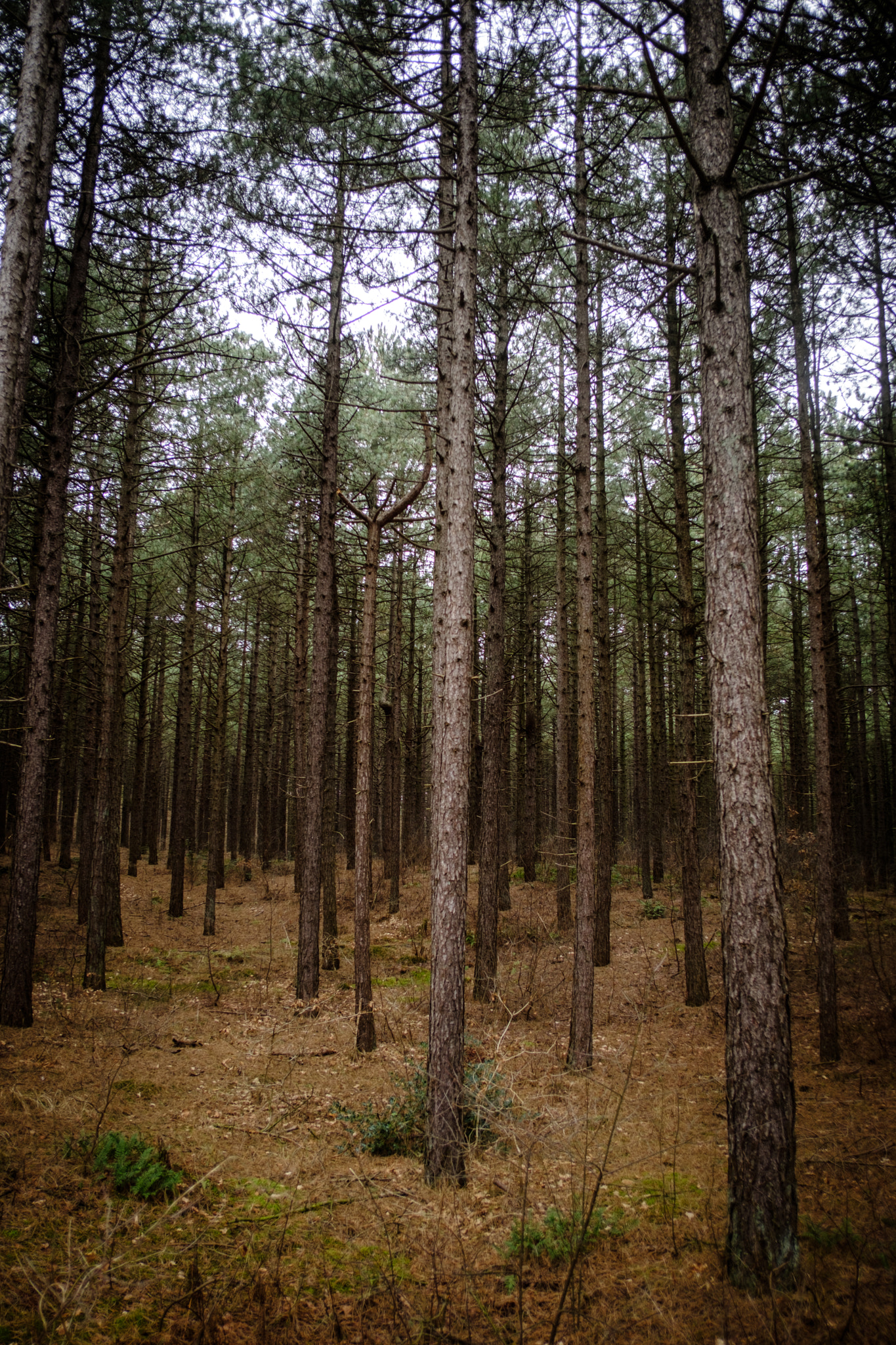 Fujifilm X-Pro2 + Fujifilm XF 18mm F2 R sample photo. Actually a nice forrest photography