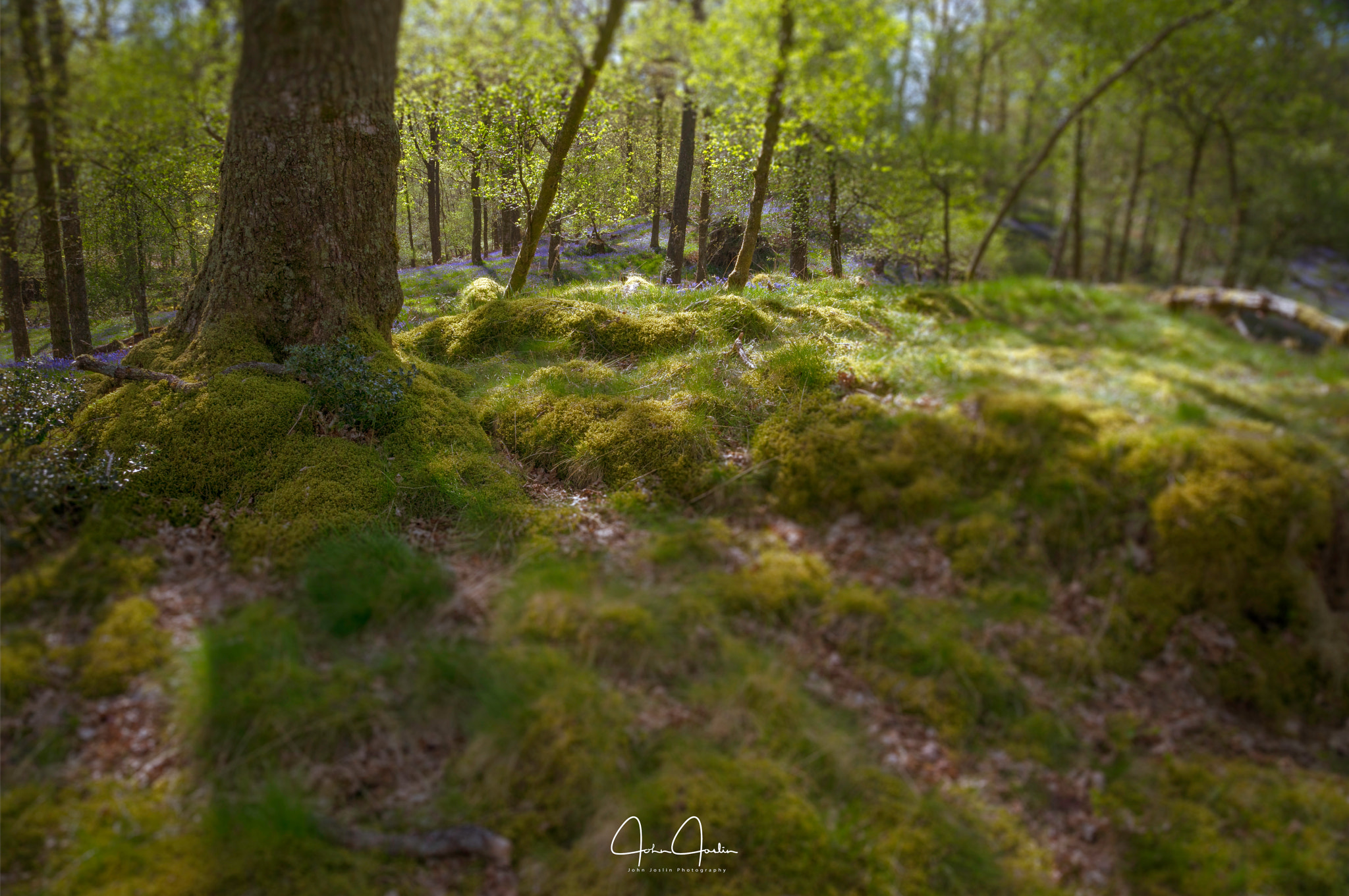 Sony a7R sample photo. Brathay 'bluebell' wood photography