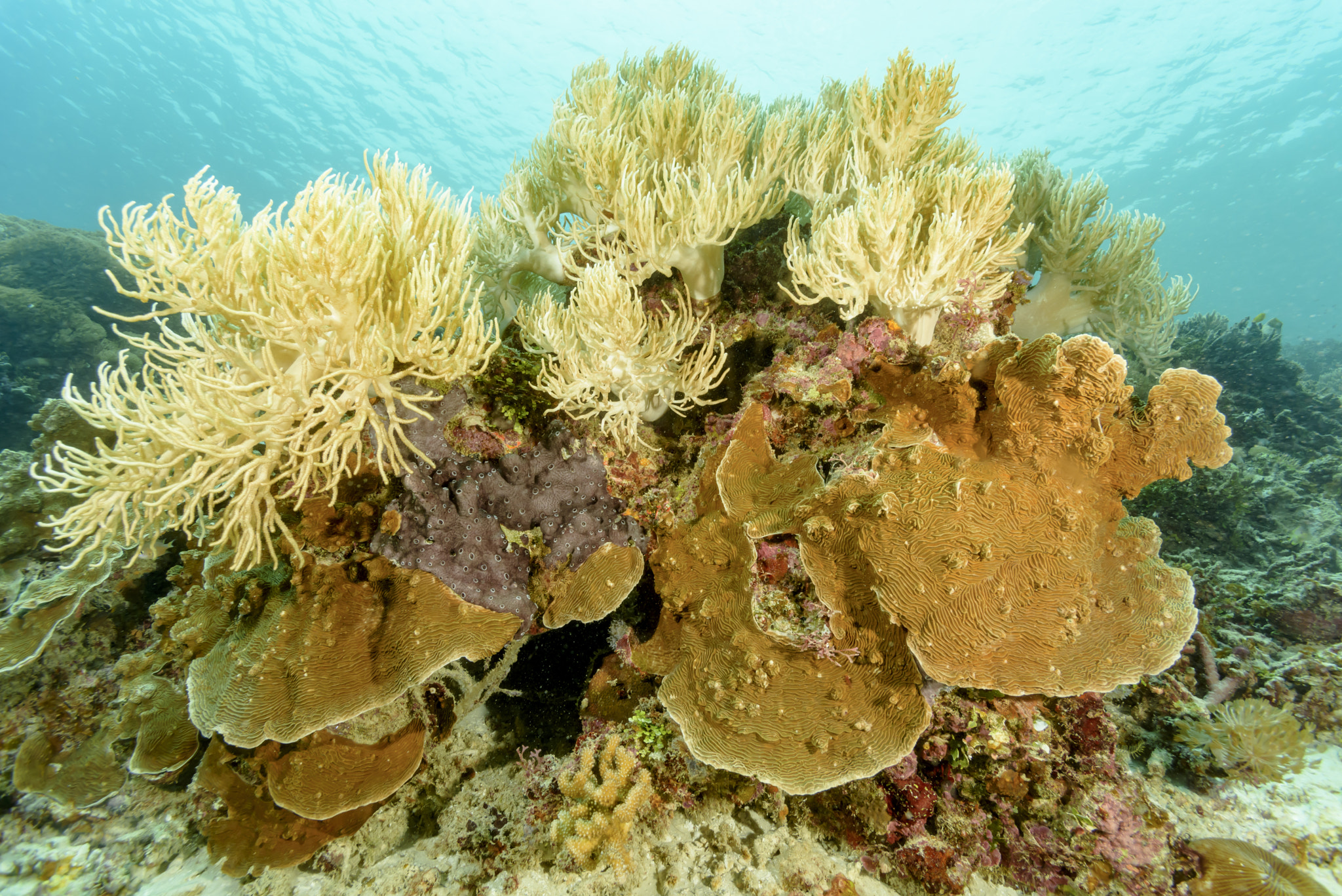 Nikon AF Nikkor 14mm F2.8D ED sample photo. Hybrid corals photography