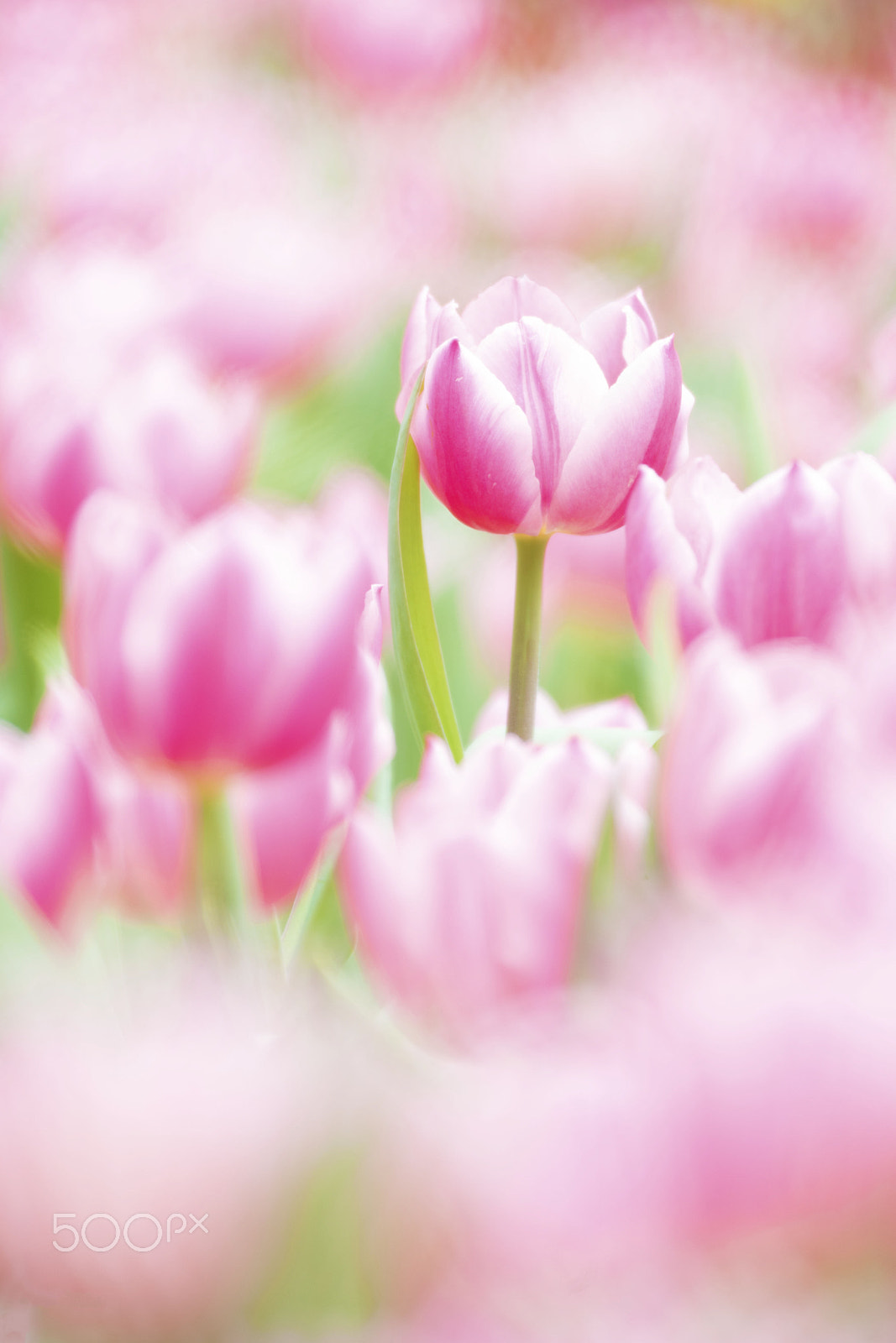 Nikon D800E sample photo. Tulip photography