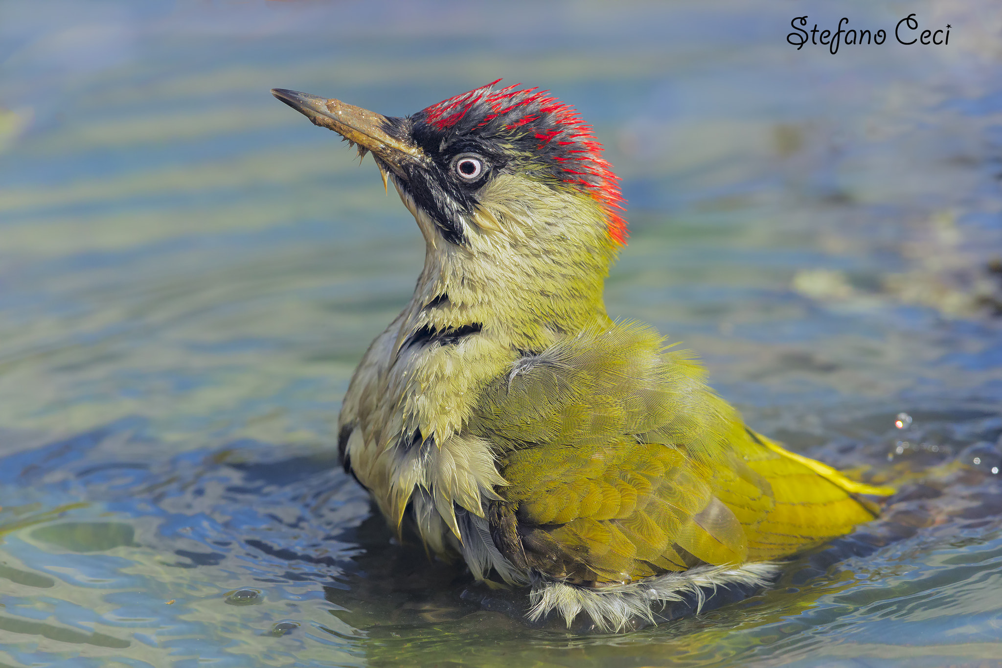 Canon EF 500mm F4L IS II USM sample photo. Washing photography