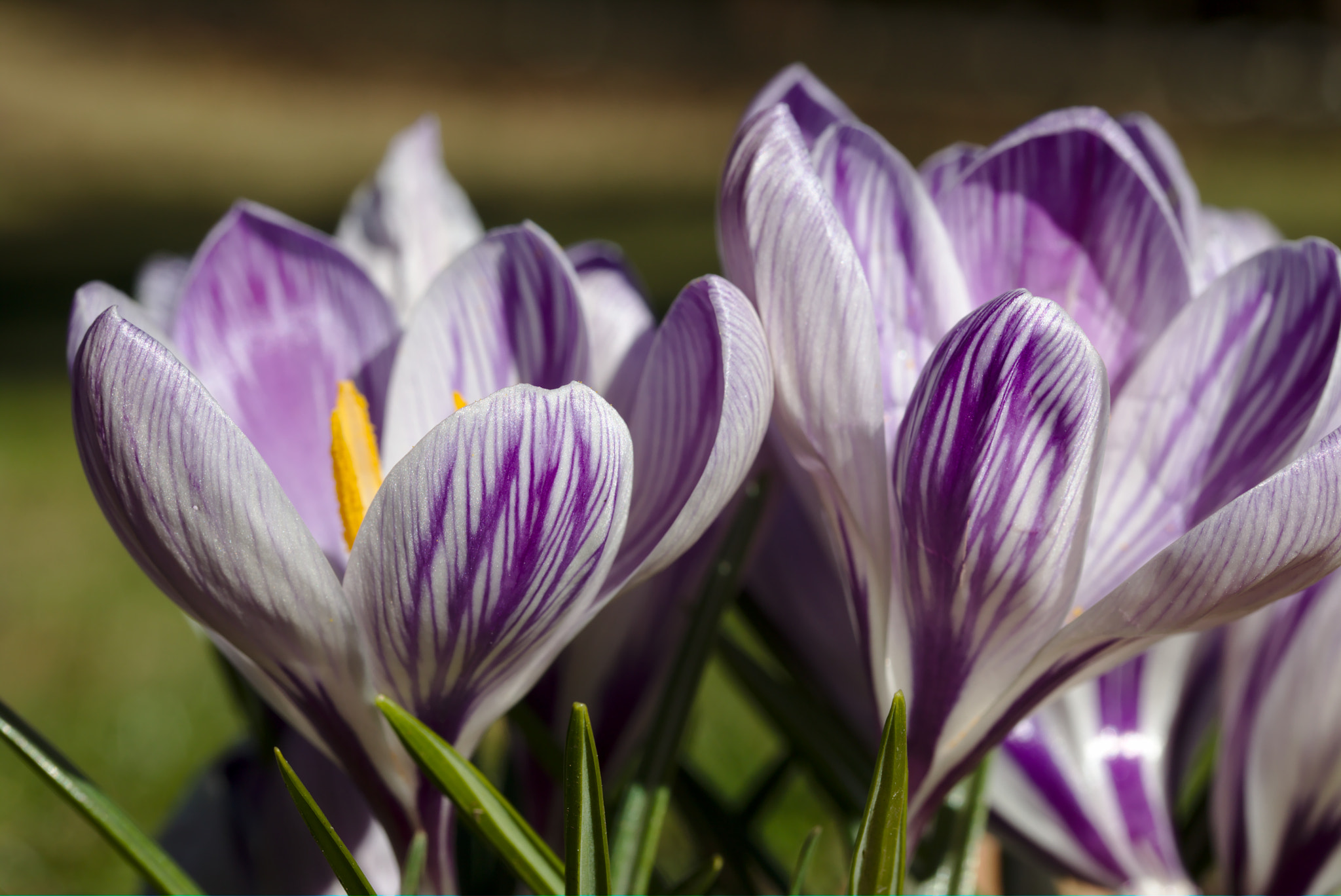 Canon EF-S 60mm F2.8 Macro USM sample photo. Spring crocus photography