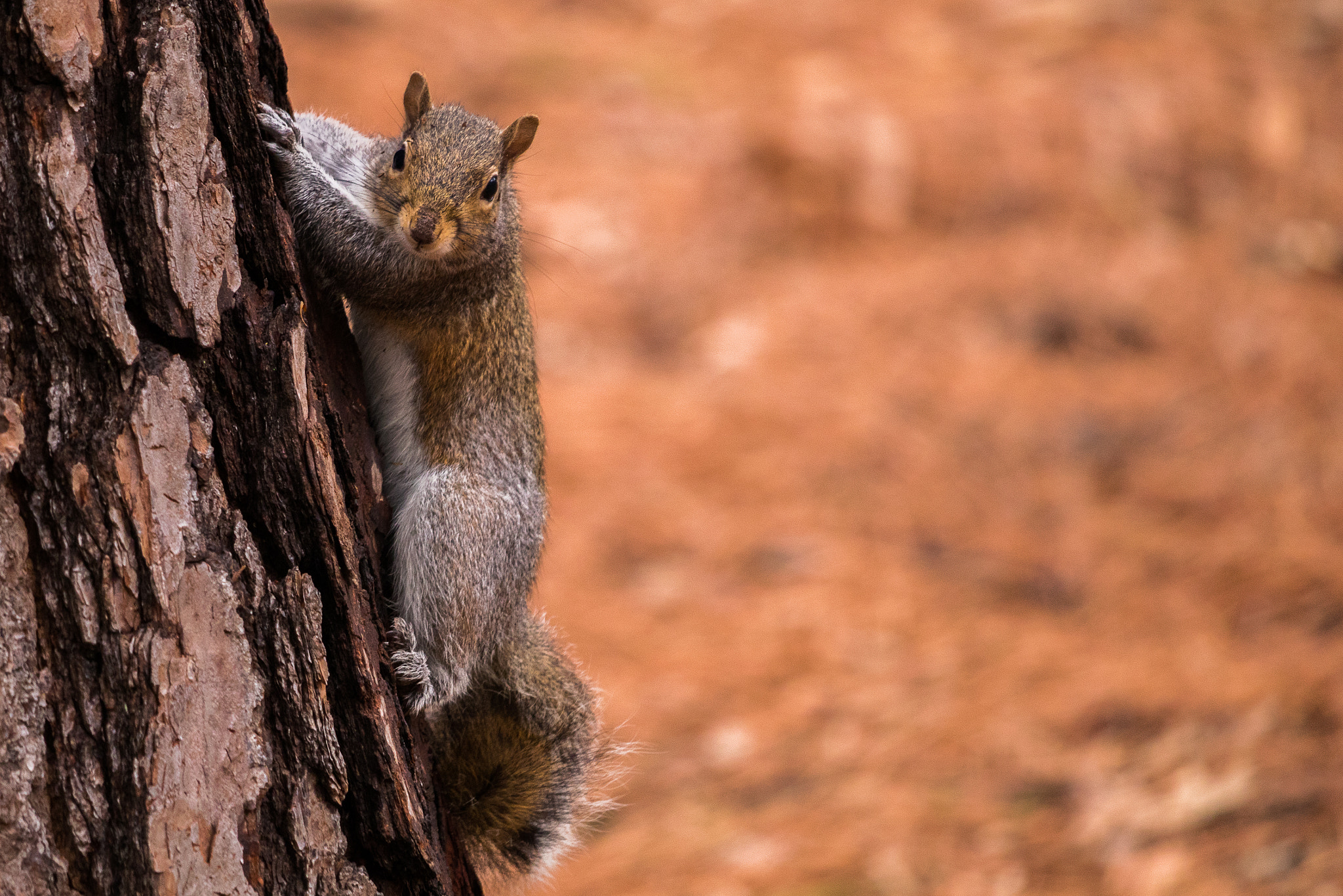 Canon EF-S 55-250mm F4-5.6 IS STM sample photo. Squirrel photography