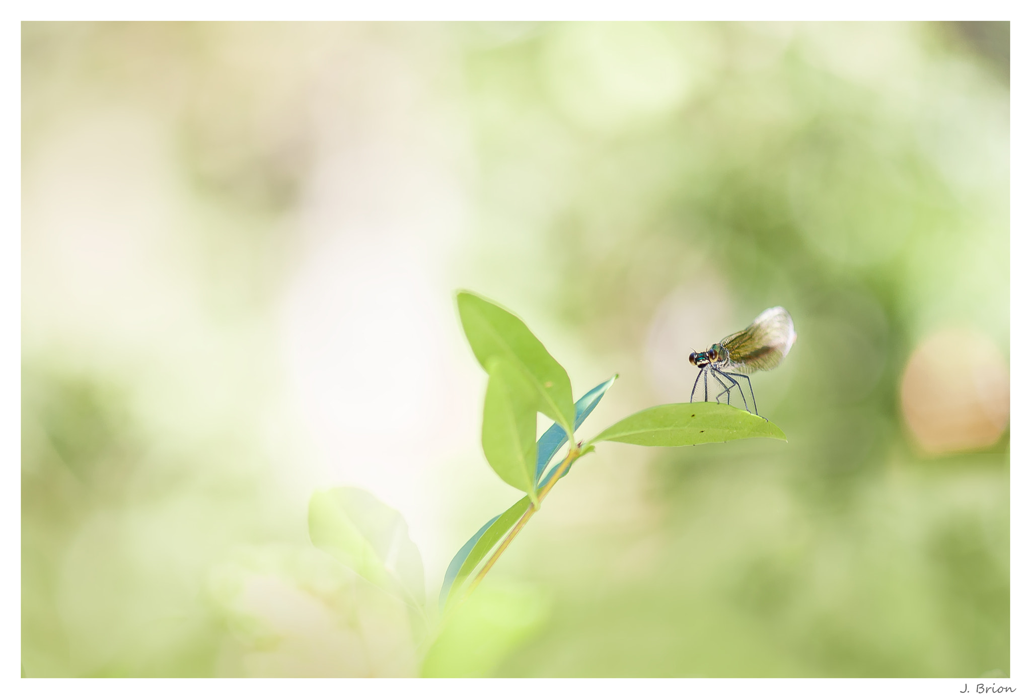 Nikon AF-S Micro-Nikkor 105mm F2.8G IF-ED VR sample photo. Gardienne de l'empire ... photography