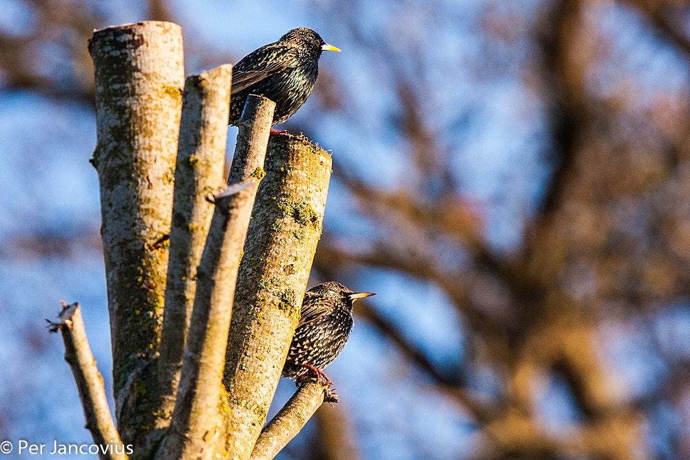 Canon EOS 40D + Tamron SP 150-600mm F5-6.3 Di VC USD sample photo. Starlings photography