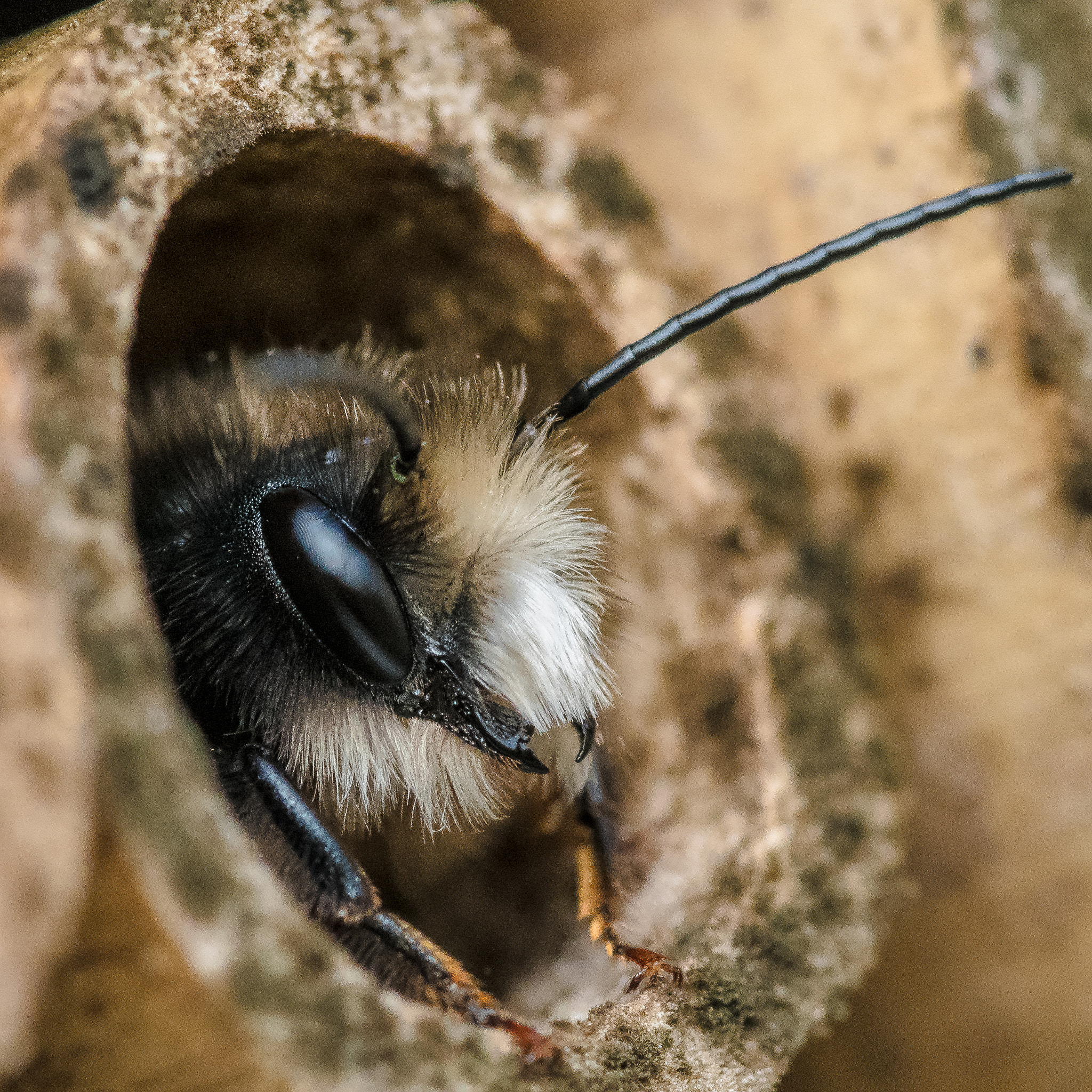 Canon EF 100mm F2.8L Macro IS USM sample photo. Insect hotel photography