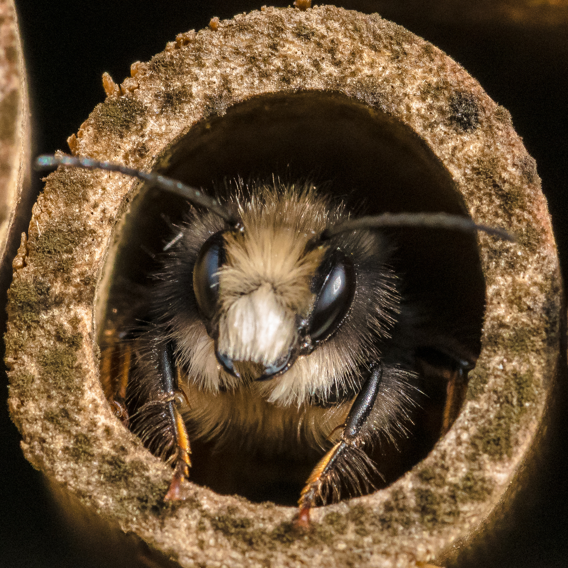 Canon EF 100mm F2.8L Macro IS USM sample photo. Insect hotel photography