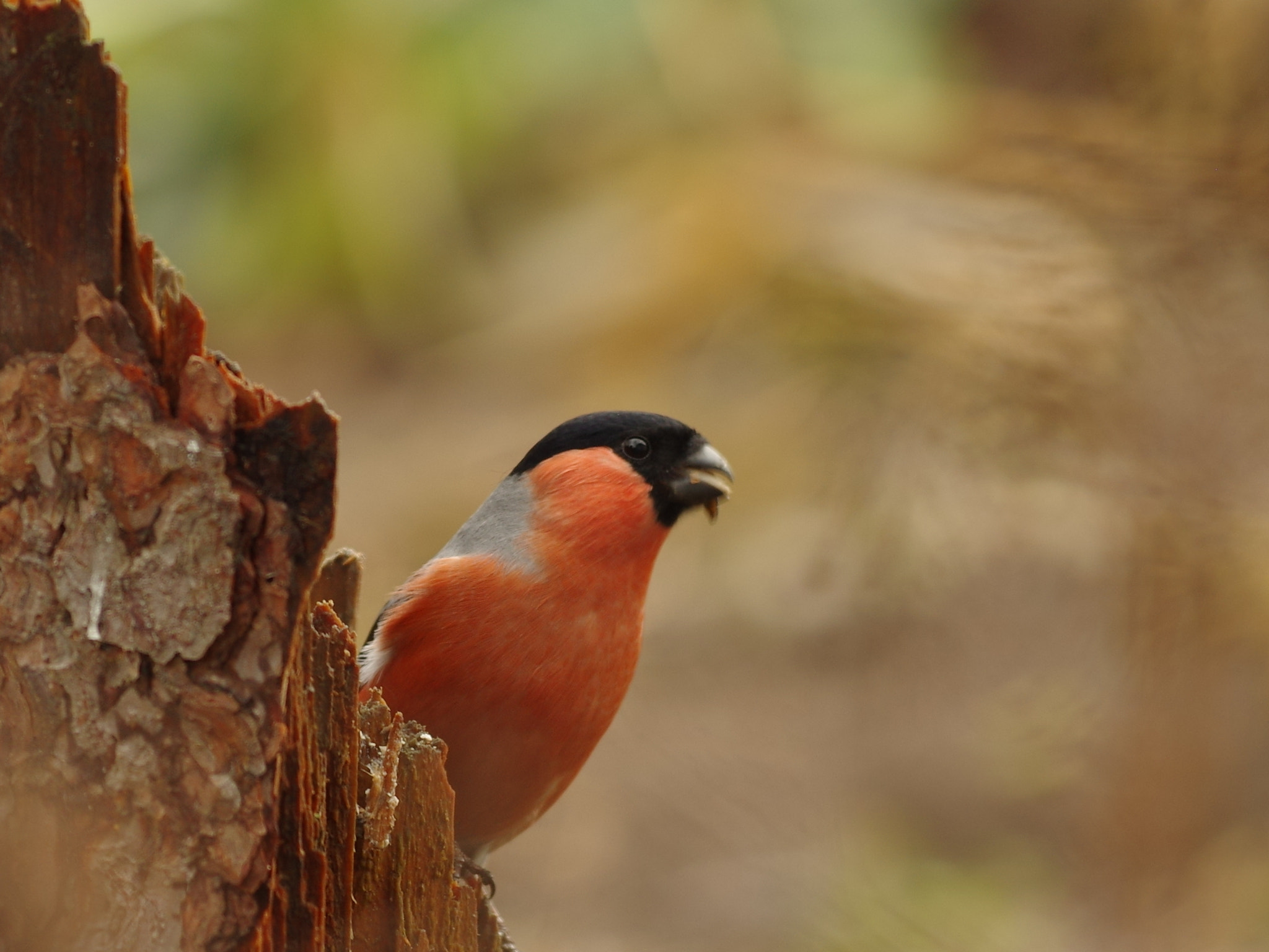 Pentax K-3 sample photo. Bullfinch photography