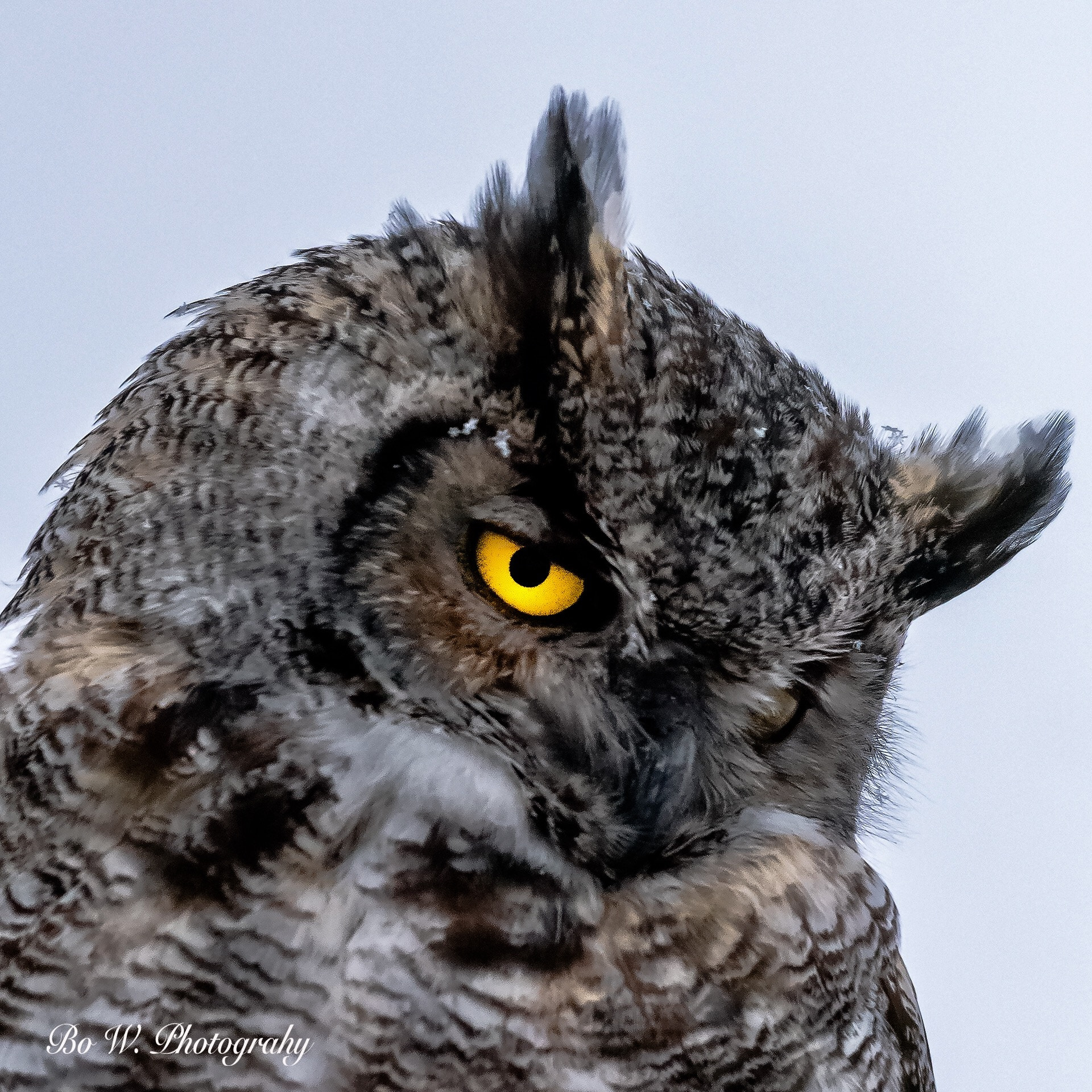 Nikon AF-S Nikkor 200-500mm F5.6E ED VR sample photo