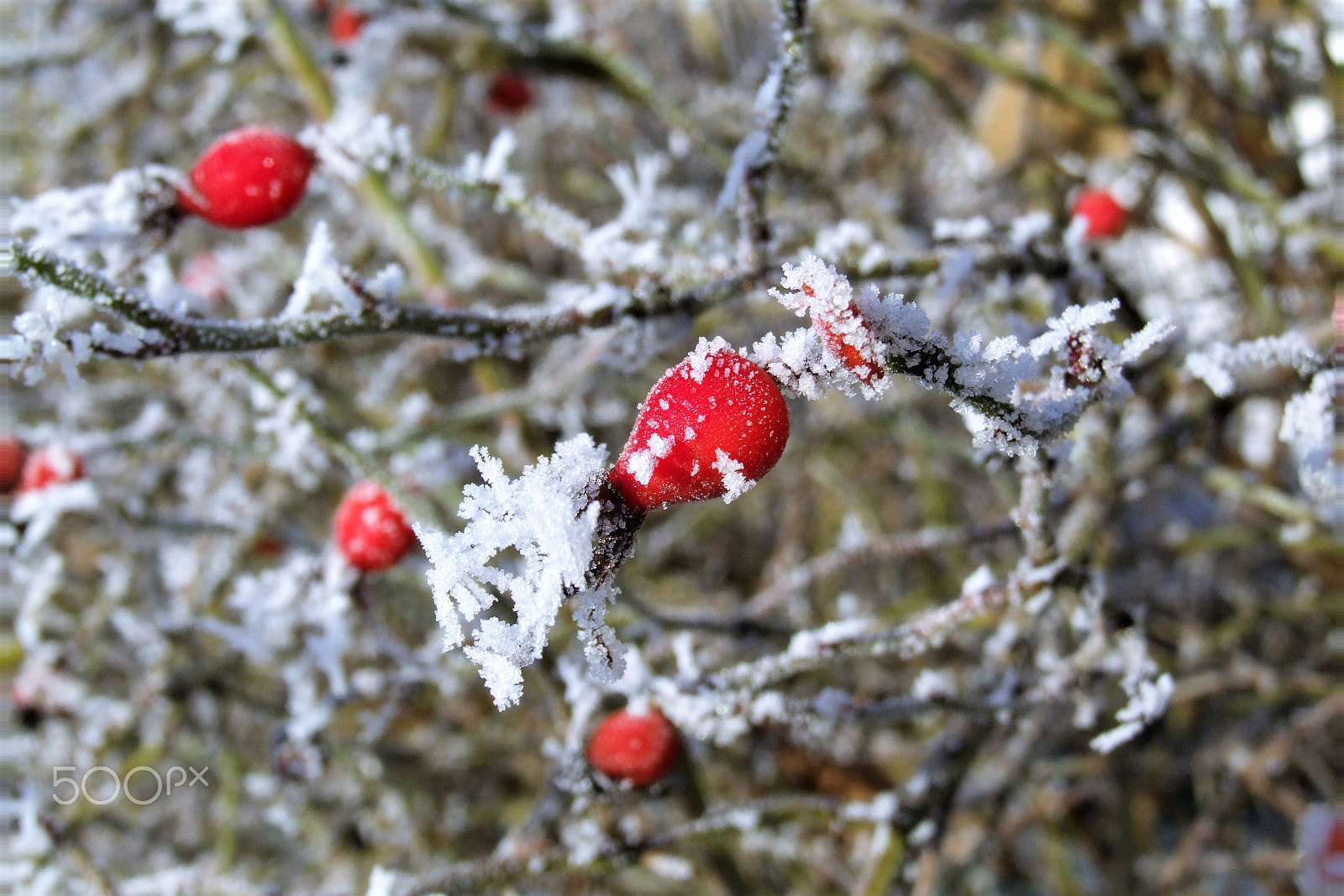 Fujifilm FinePix S9500 sample photo. Rose hips in winter photography