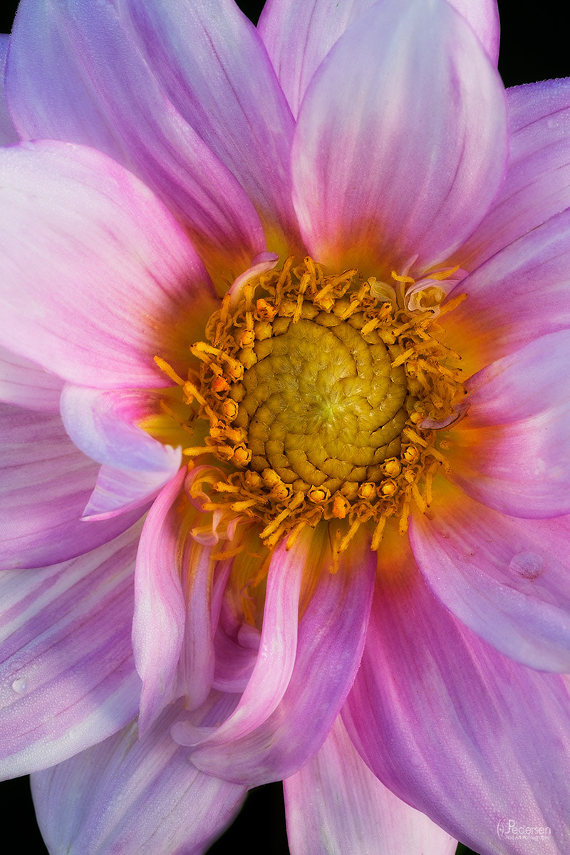 Fujifilm X-T1 + Fujifilm XF 60mm F2.4 R Macro sample photo. Pink and gold photography