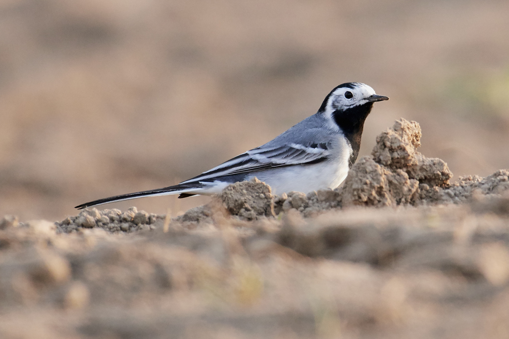 Nikon AF-S Nikkor 200-500mm F5.6E ED VR sample photo. Bachstelze photography