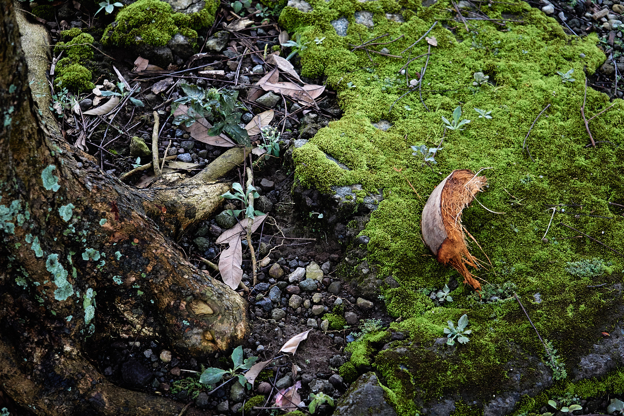 Sony a6000 + Sony E 55-210mm F4.5-6.3 OSS sample photo. Natural textures at the street photography