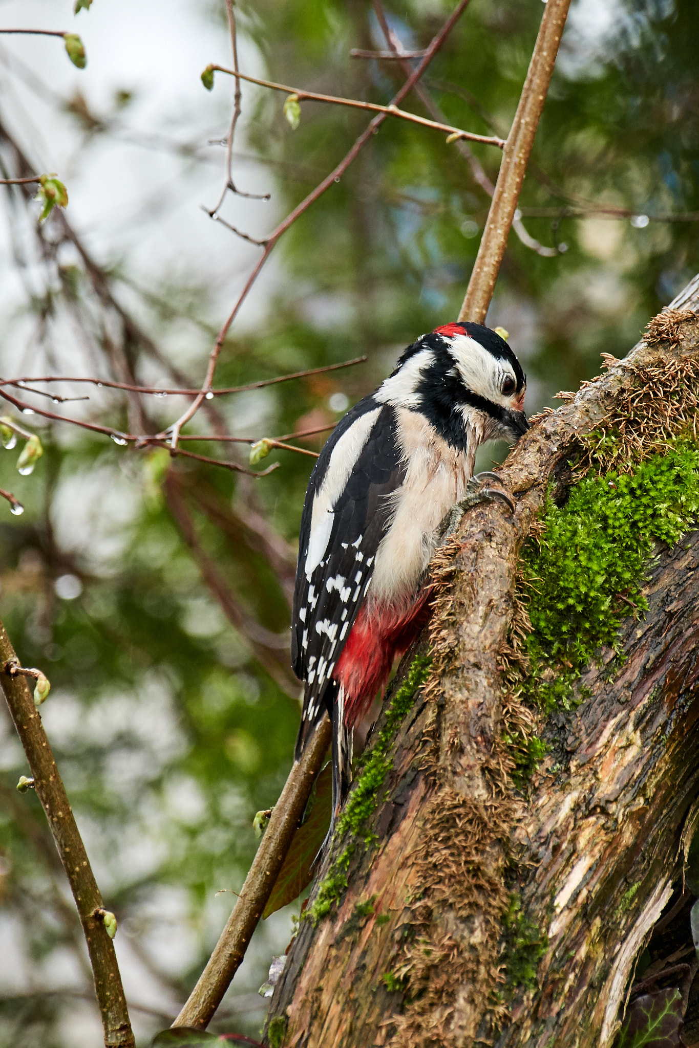 Nikon AF-S Nikkor 200-500mm F5.6E ED VR sample photo. Buntspecht photography
