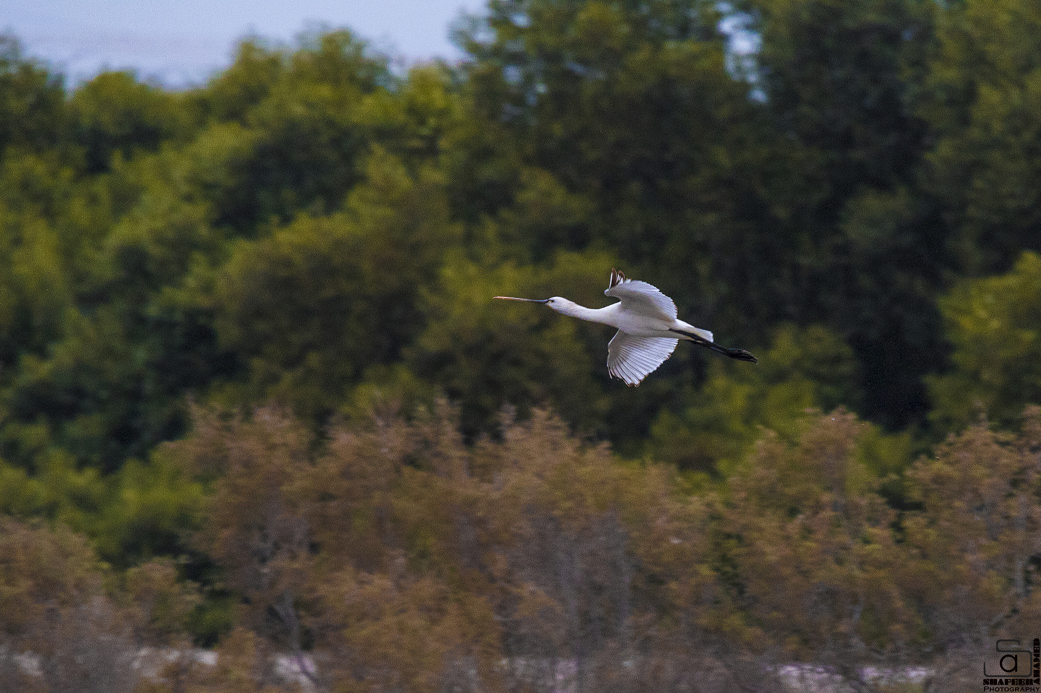 150-600mm F5-6.3 DG OS HSM | Sports 014 sample photo