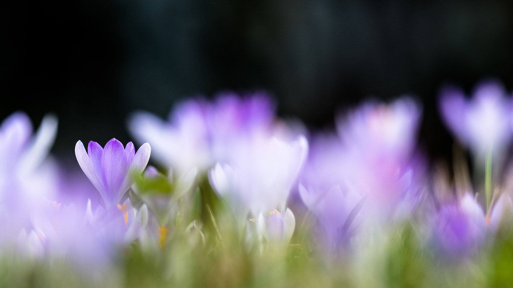 Nikon Nikkor AF-S 300mm F4E PF ED VR sample photo. Spring awakening photography