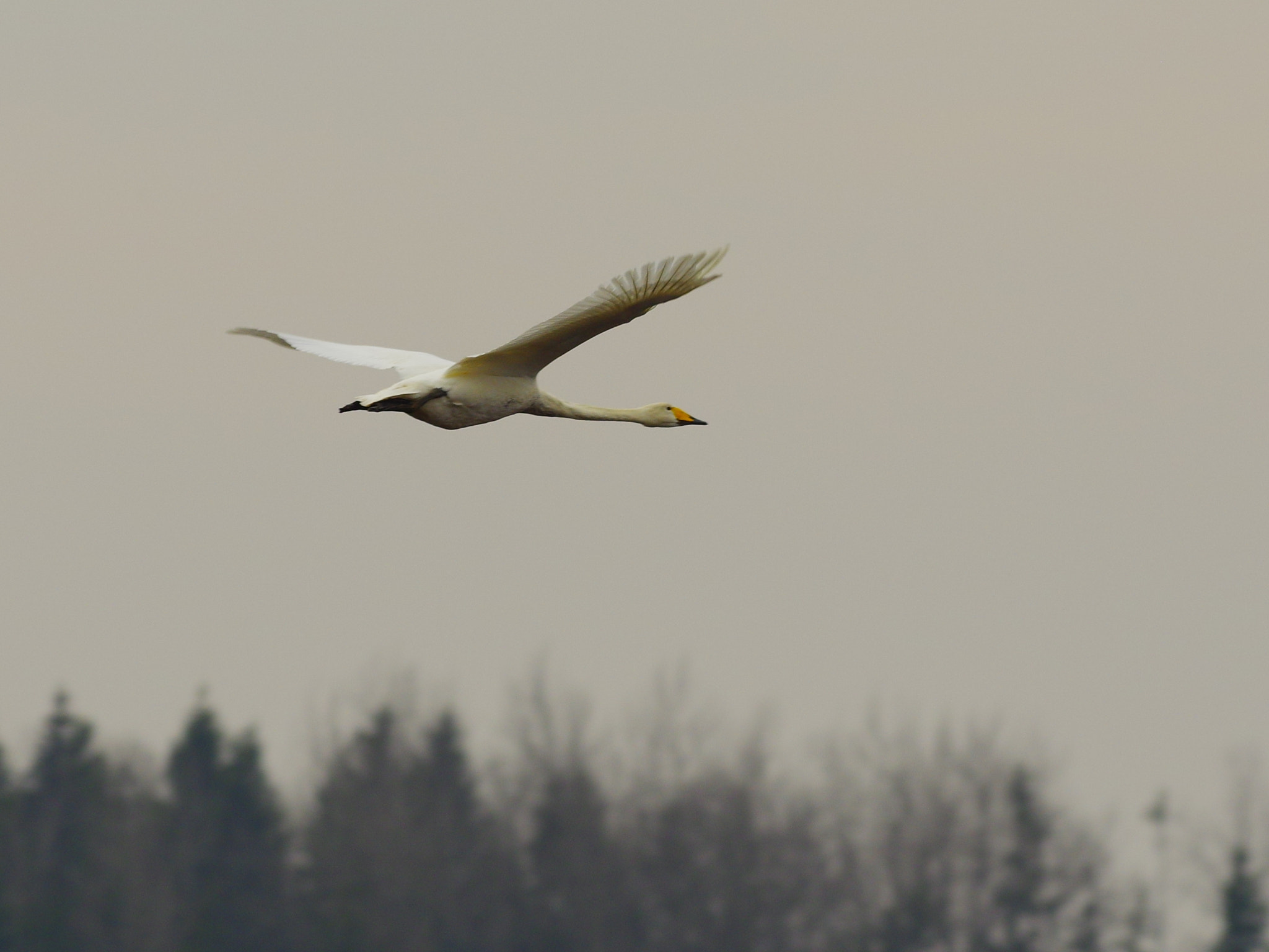 Pentax K-3 sample photo. Flying swan photography