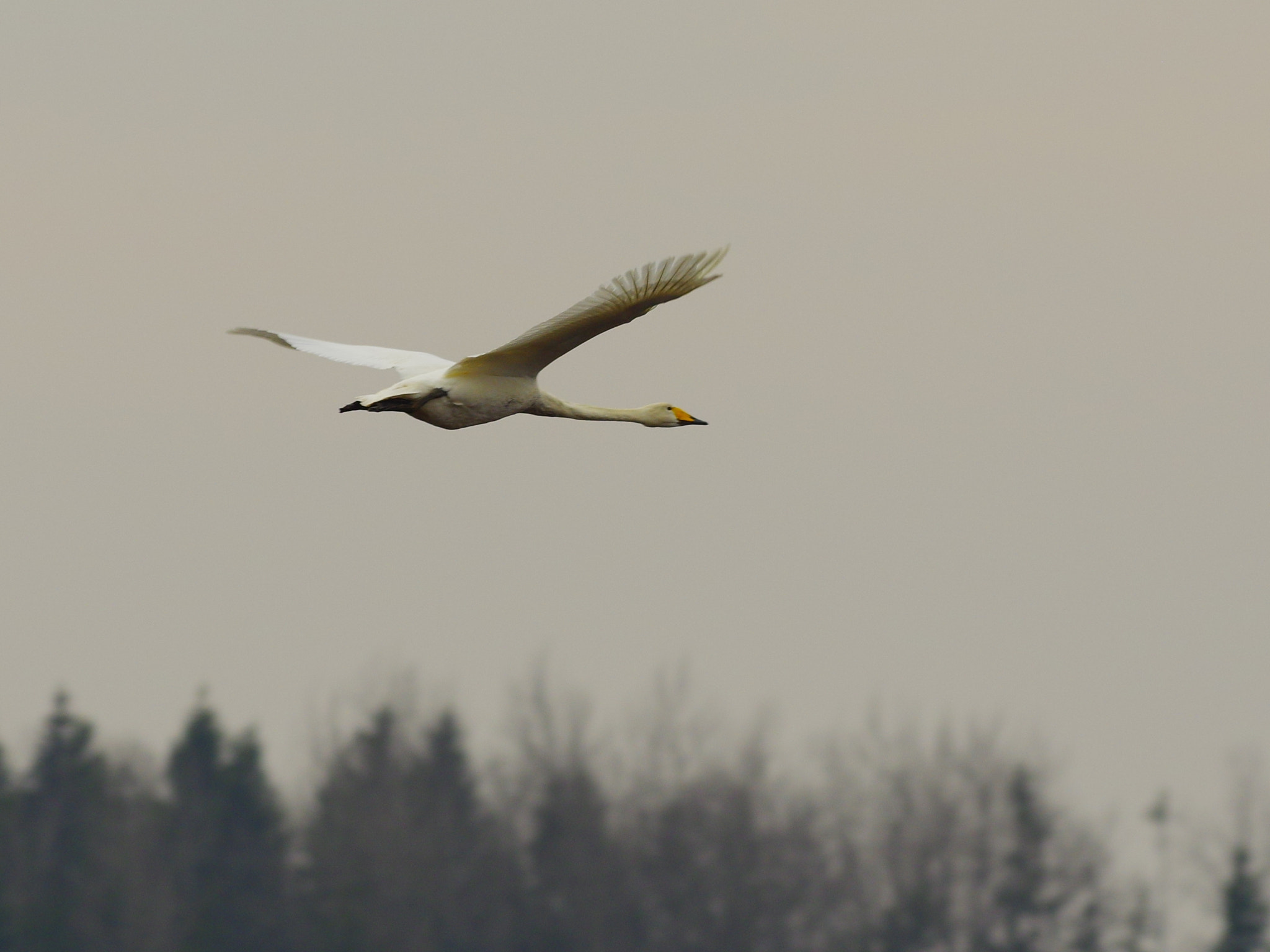 Pentax K-3 + Pentax smc DA* 300mm F4.0 ED (IF) SDM sample photo. Flying swan photography