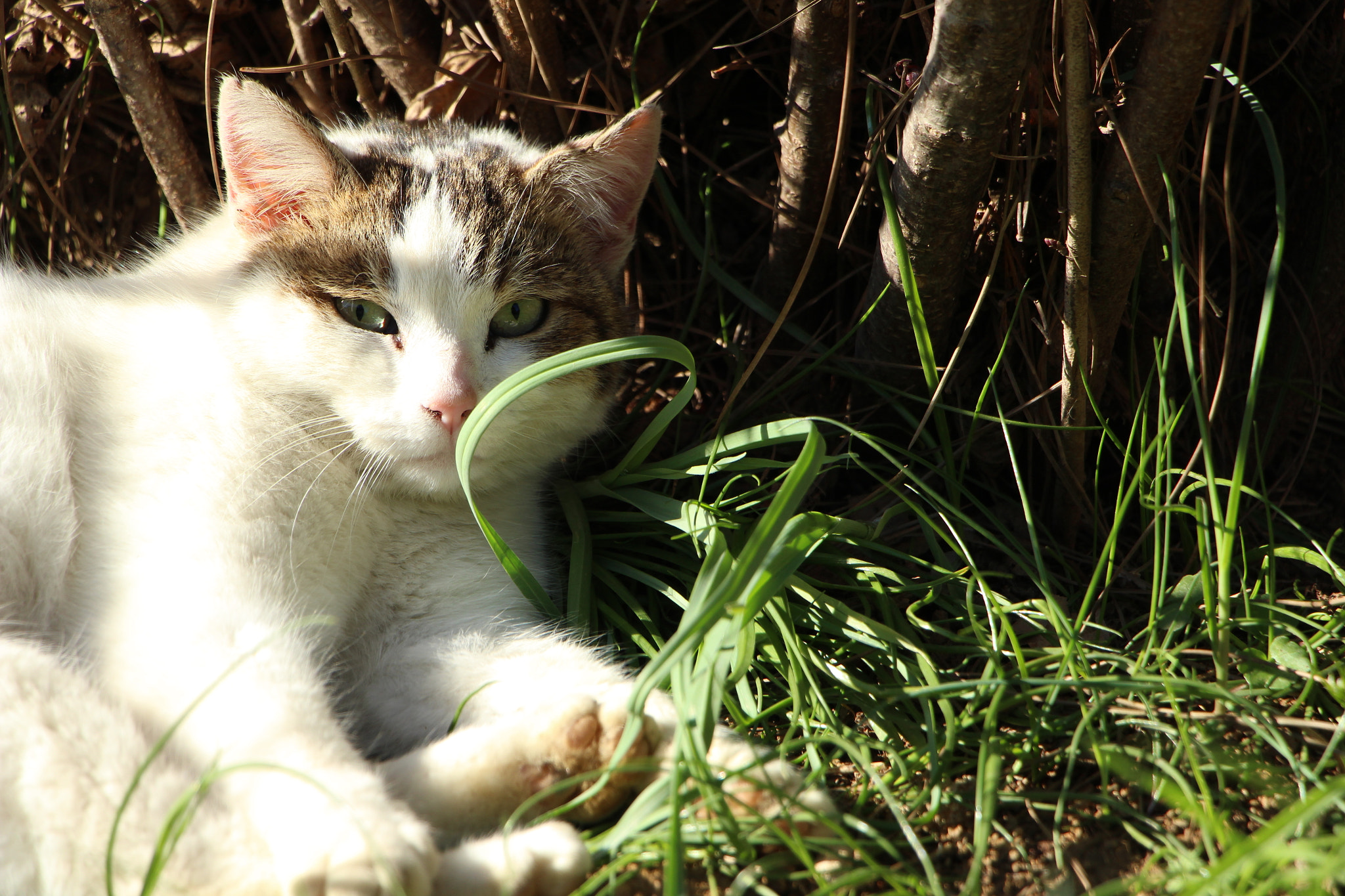 Canon EOS 100D (EOS Rebel SL1 / EOS Kiss X7) sample photo. Sunbath photography