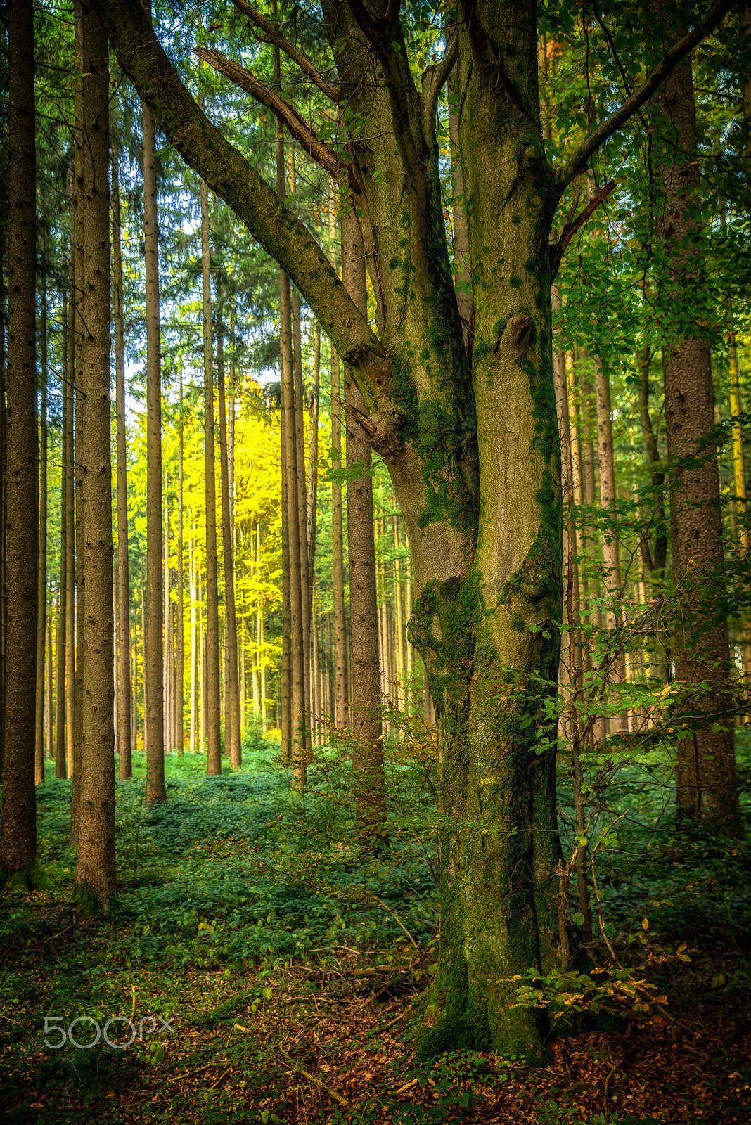 Canon EF 24-70mm F2.8L II USM sample photo. In the forest photography