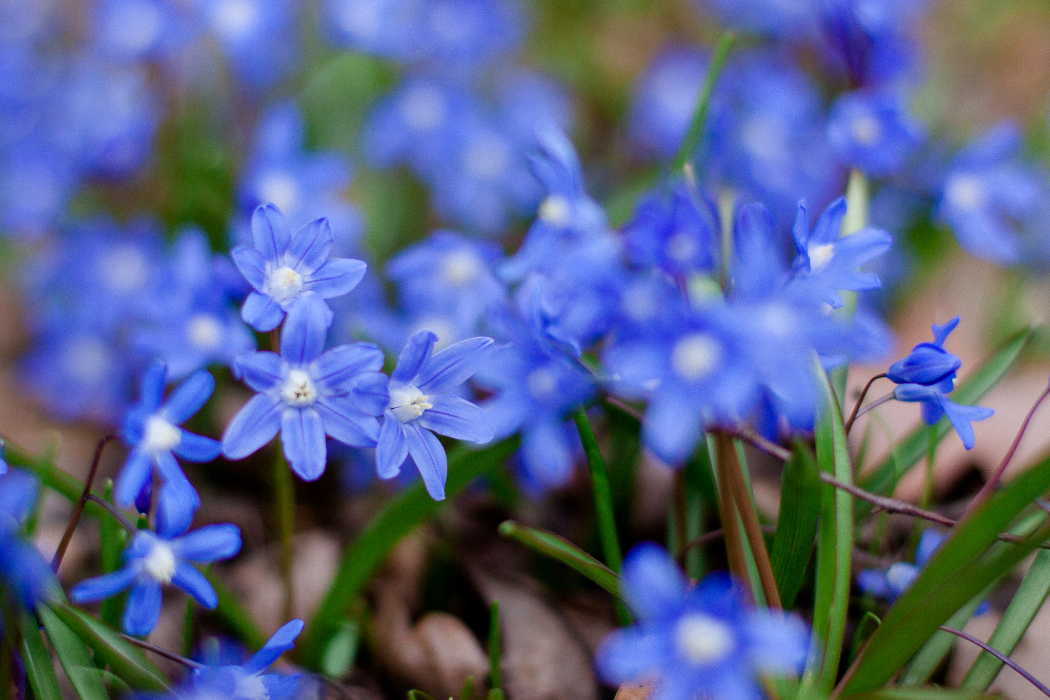 Canon EOS 50D + Canon EF 50mm F1.4 USM sample photo. Blue photography