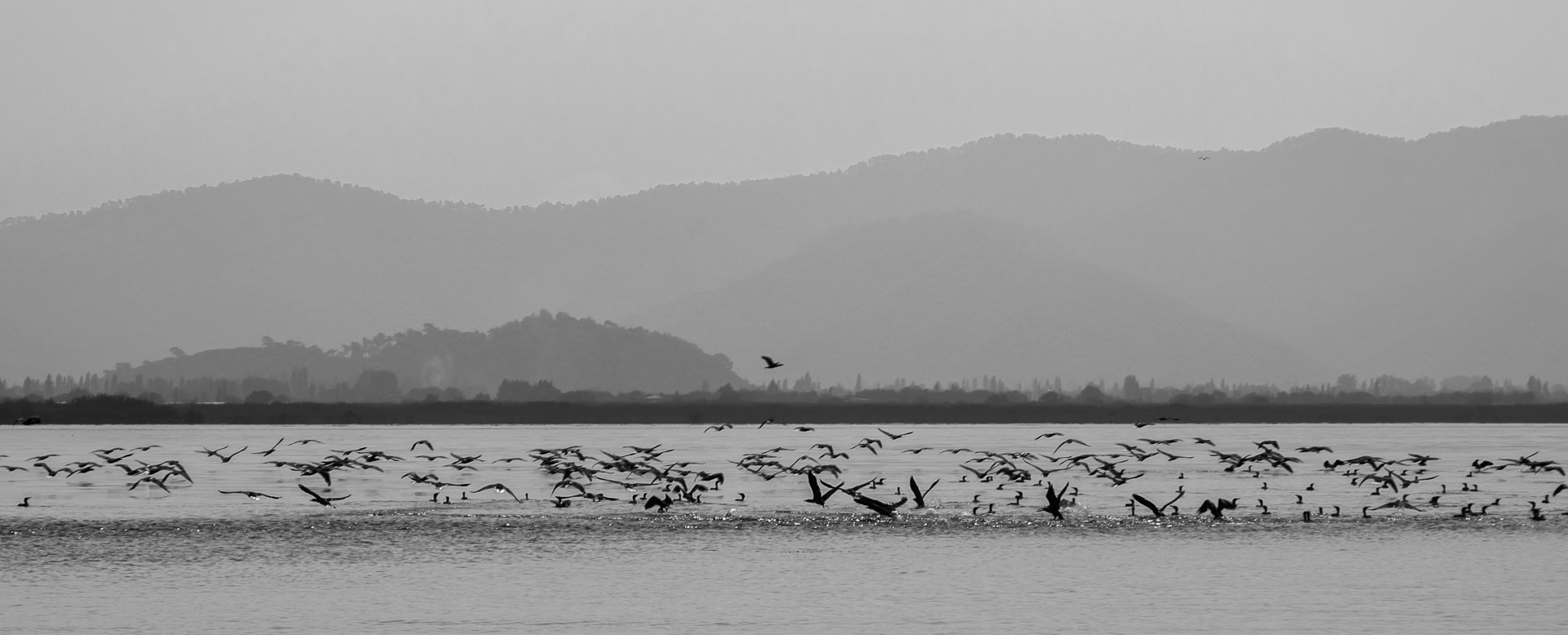 Pentax smc DA* 50-135mm F2.8 ED (IF) SDM sample photo. Cormorants on fish shoal  v2 photography