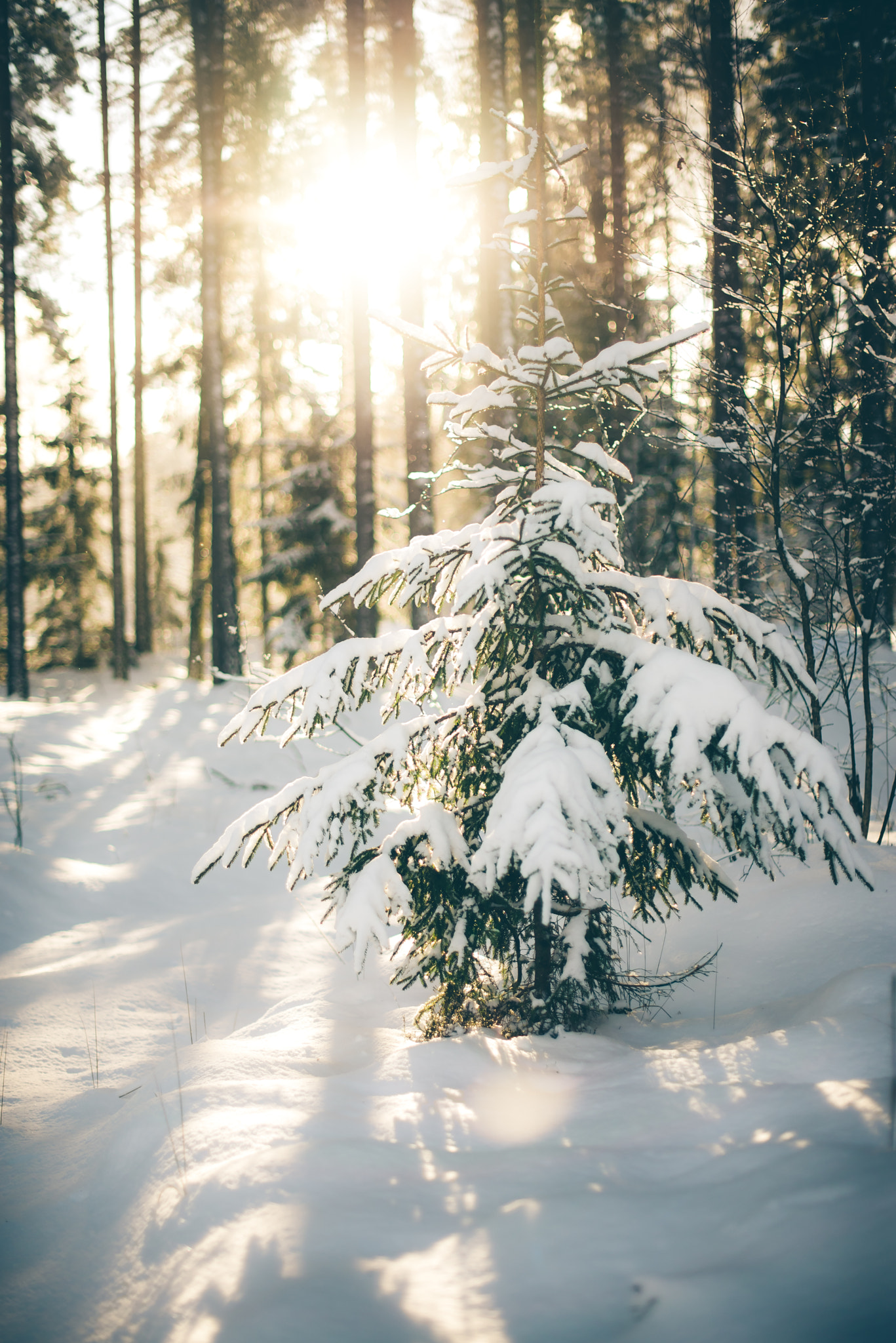 Nikon D610 + Nikon AF-S Nikkor 50mm F1.4G sample photo. Sunny day in winter photography