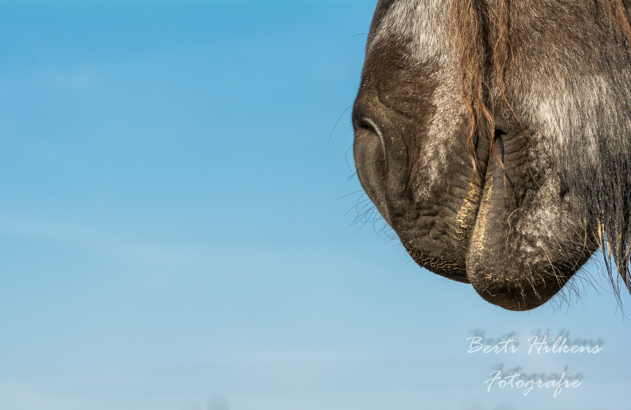 Tamron SP 70-200mm F2.8 Di VC USD sample photo. Horse photography