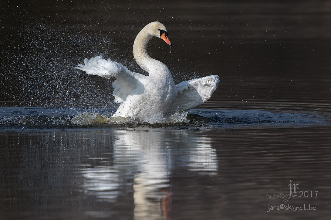 Canon EF 300mm F2.8L IS USM sample photo. Cygne_4a7a9609 photography