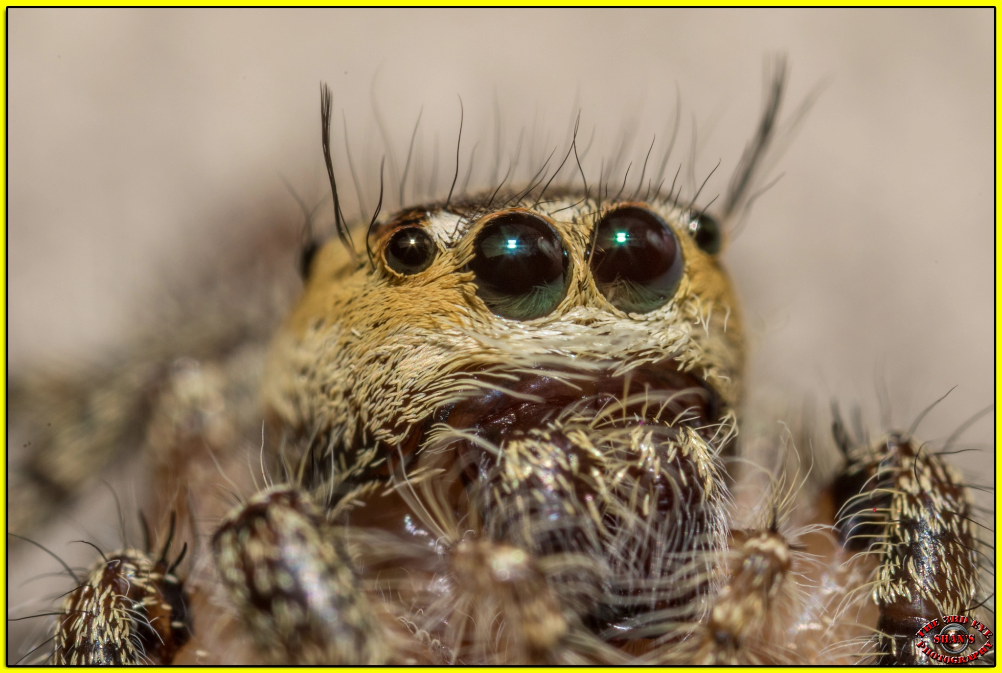 Canon MP-E 65mm F2.5 1-5x Macro Photo sample photo. Jumping spider extreme closer - mp-e65 @5:1 photography