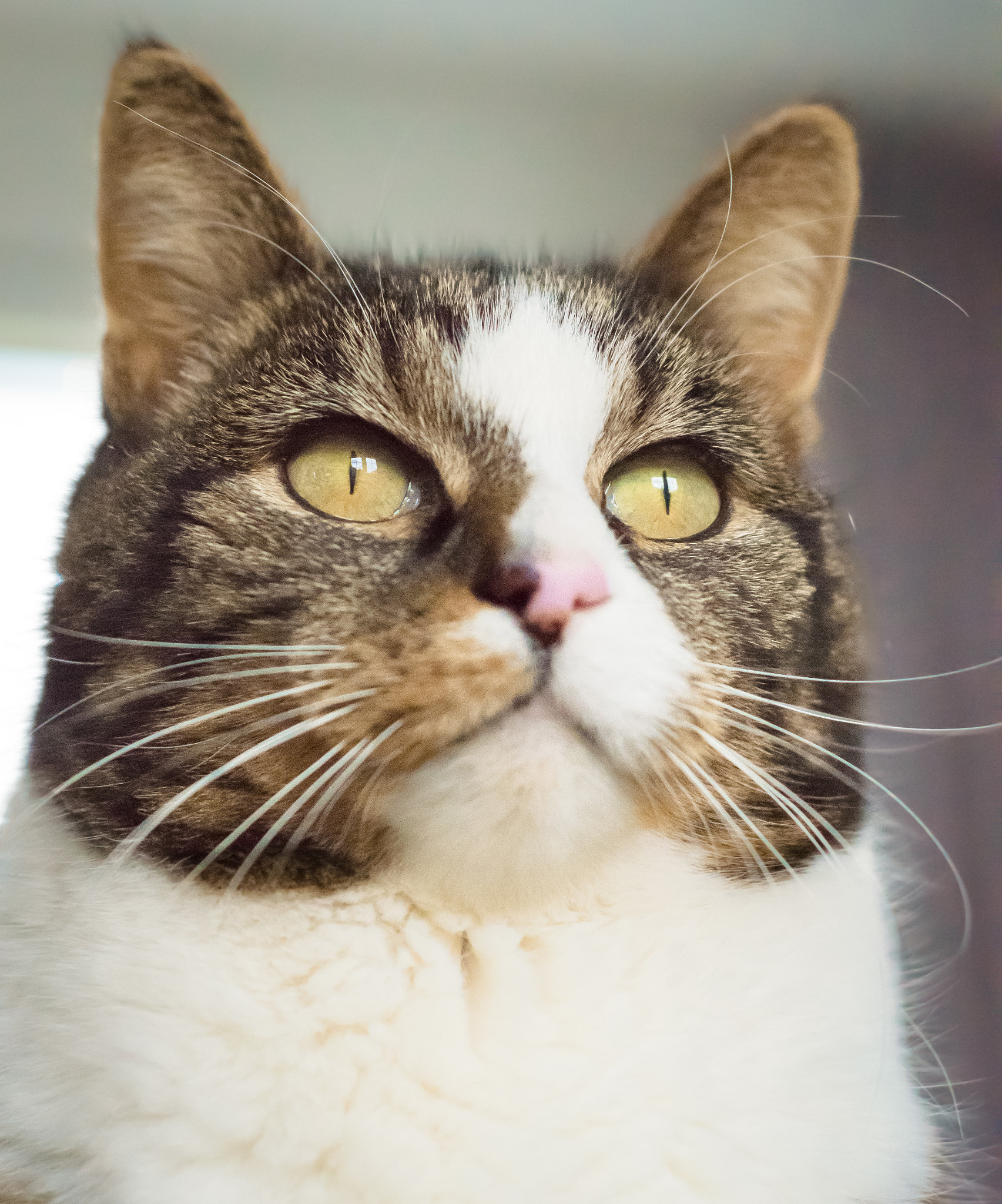 Nikon D3300 + Nikon AF Nikkor 50mm F1.8D sample photo. Cat photography