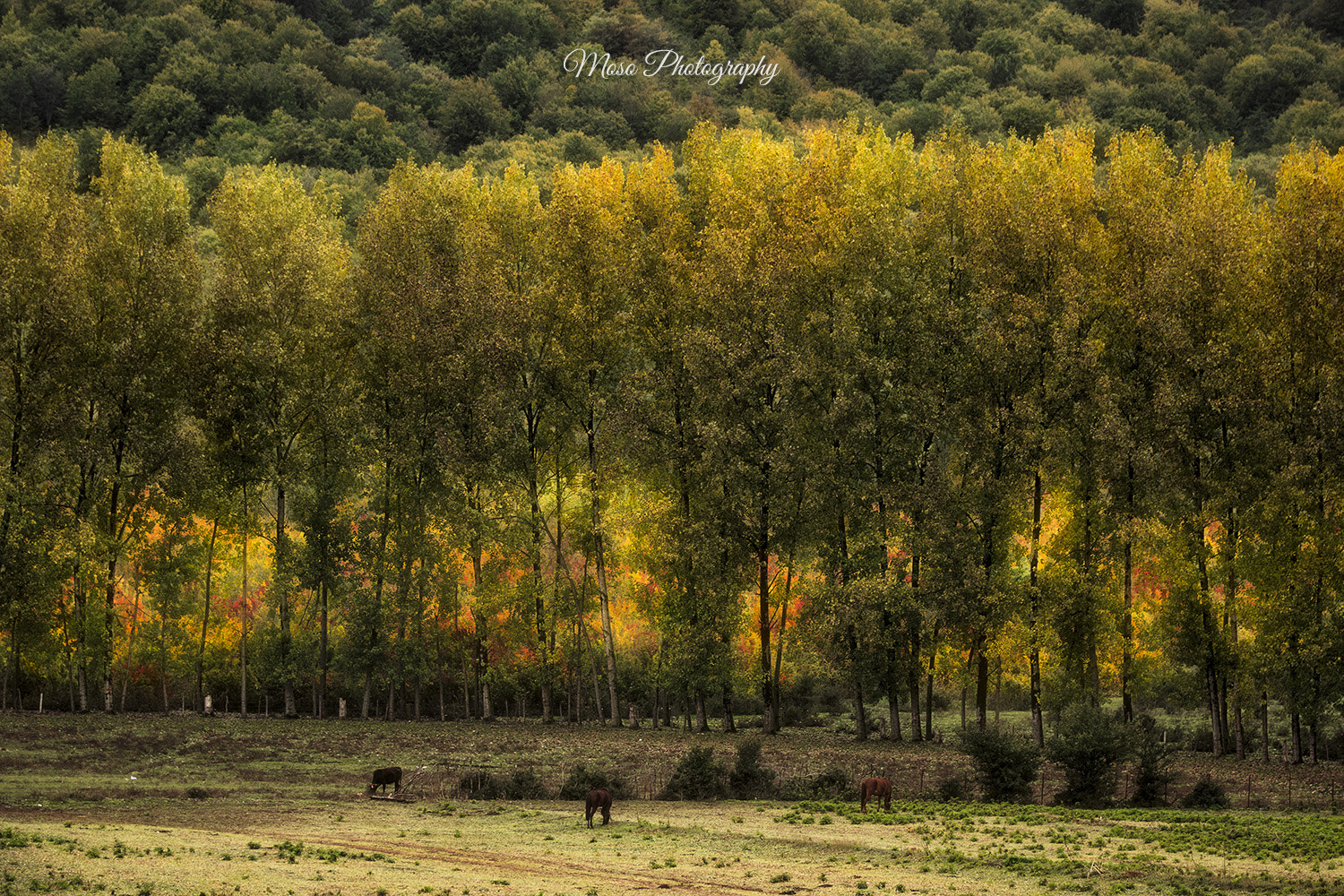Canon EF 70-200mm F2.8L IS II USM sample photo. Peace in nature photography