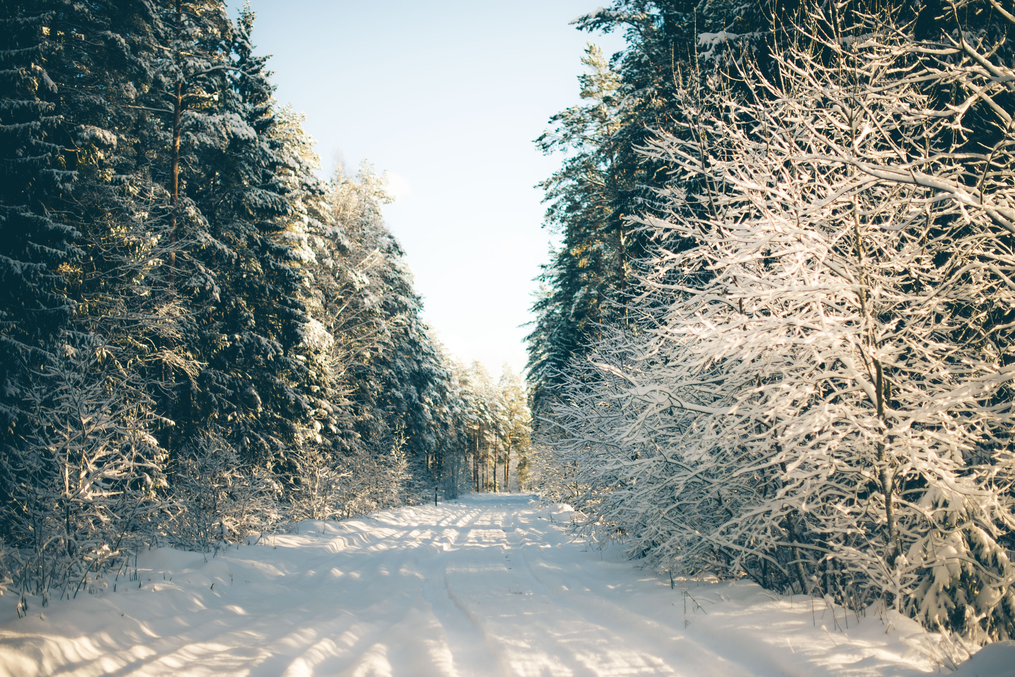 Nikon D610 + Nikon AF-S Nikkor 50mm F1.4G sample photo. Winter forest photography