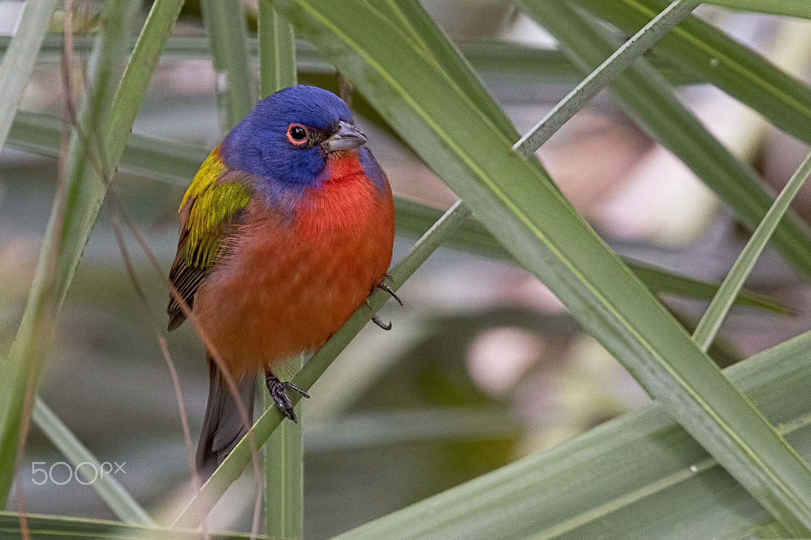 Nikon D810 sample photo. Painted bunting photography