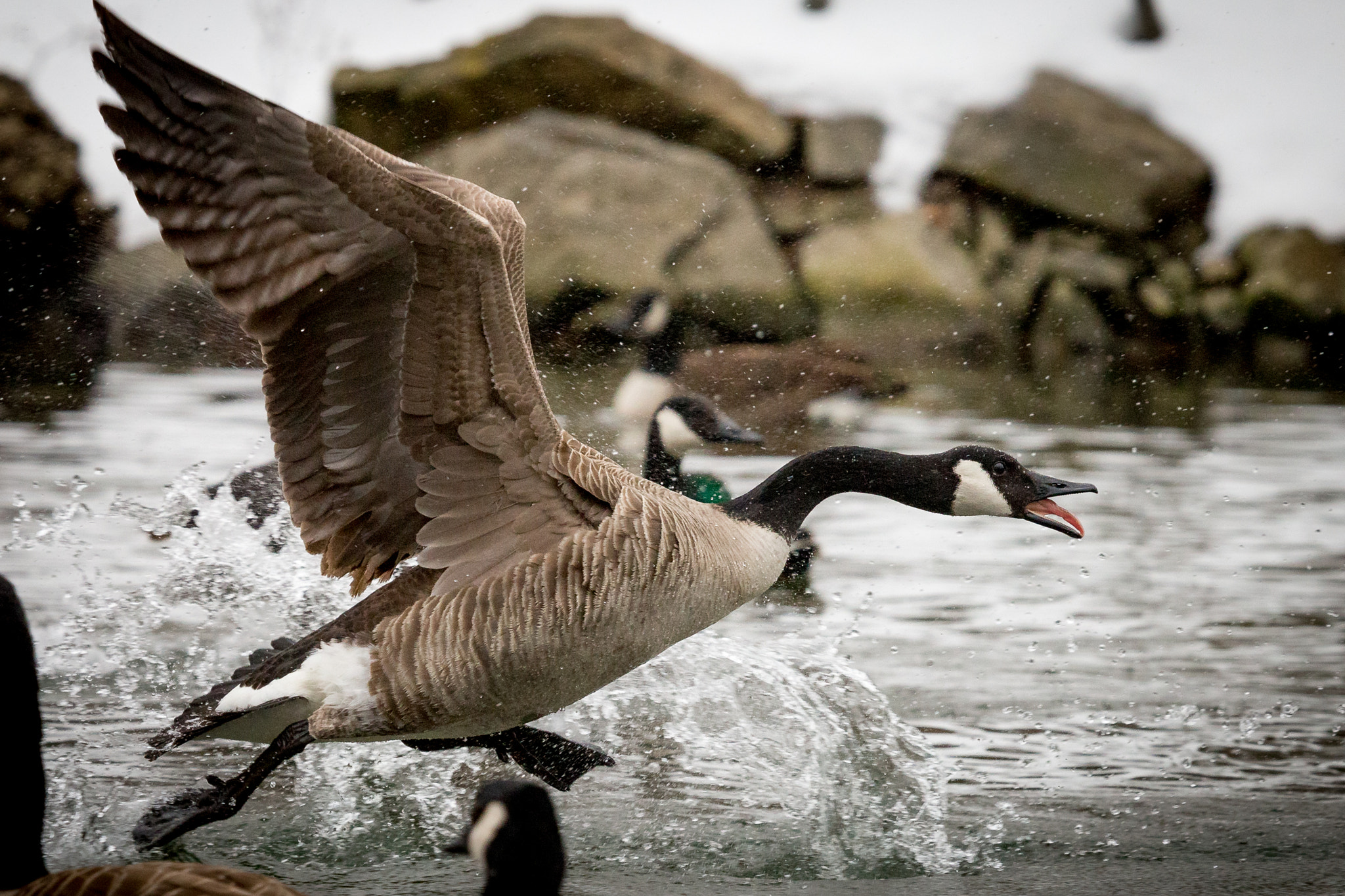 Canon EOS 6D + Canon EF 100-400mm F4.5-5.6L IS USM sample photo. Goose photography