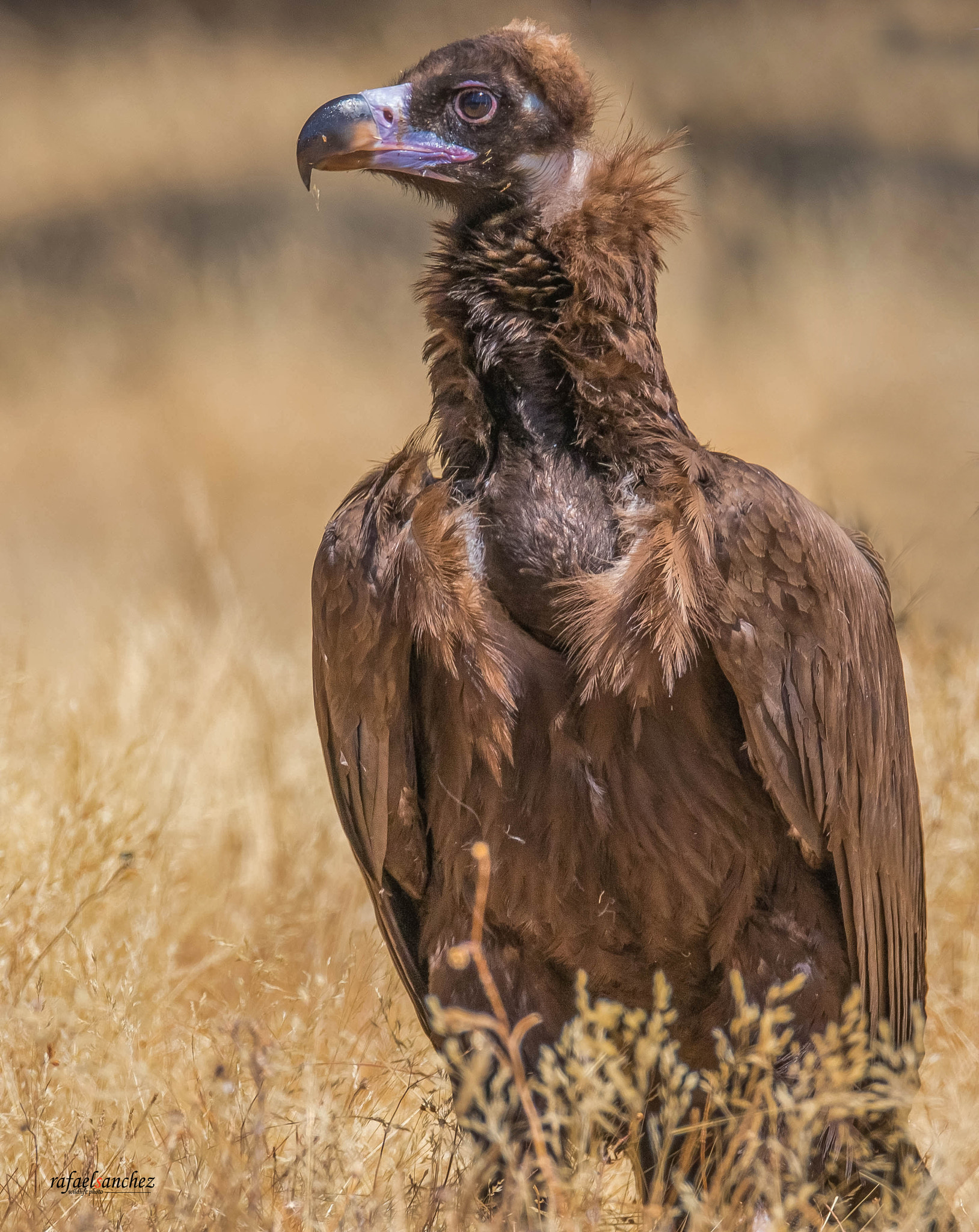 Canon EOS 7D Mark II sample photo. Buitre negro - cinereous vulture photography