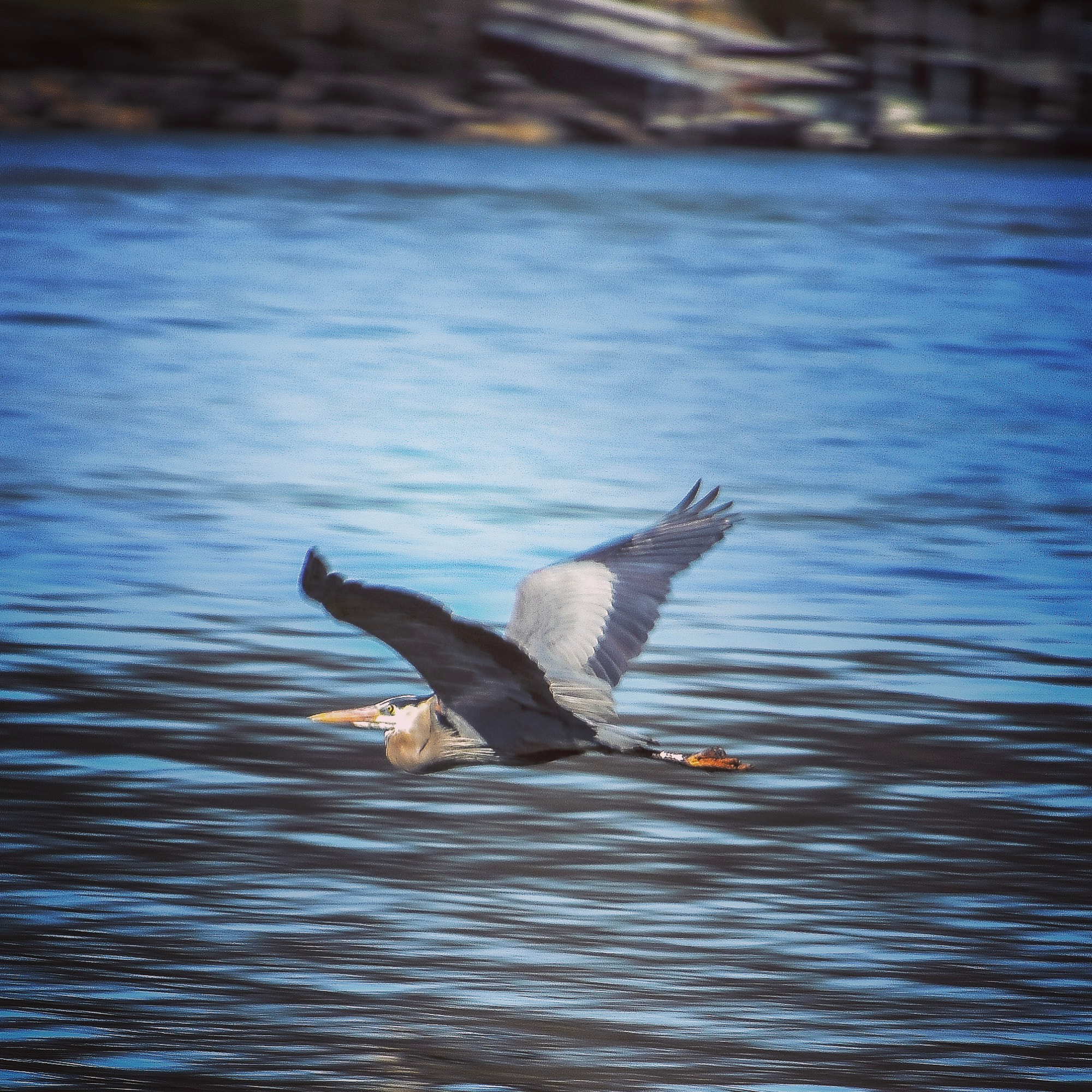 Nikon D7200 + Nikon AF-S Nikkor 70-300mm F4.5-5.6G VR sample photo. Blue heron gliding above the water. photography